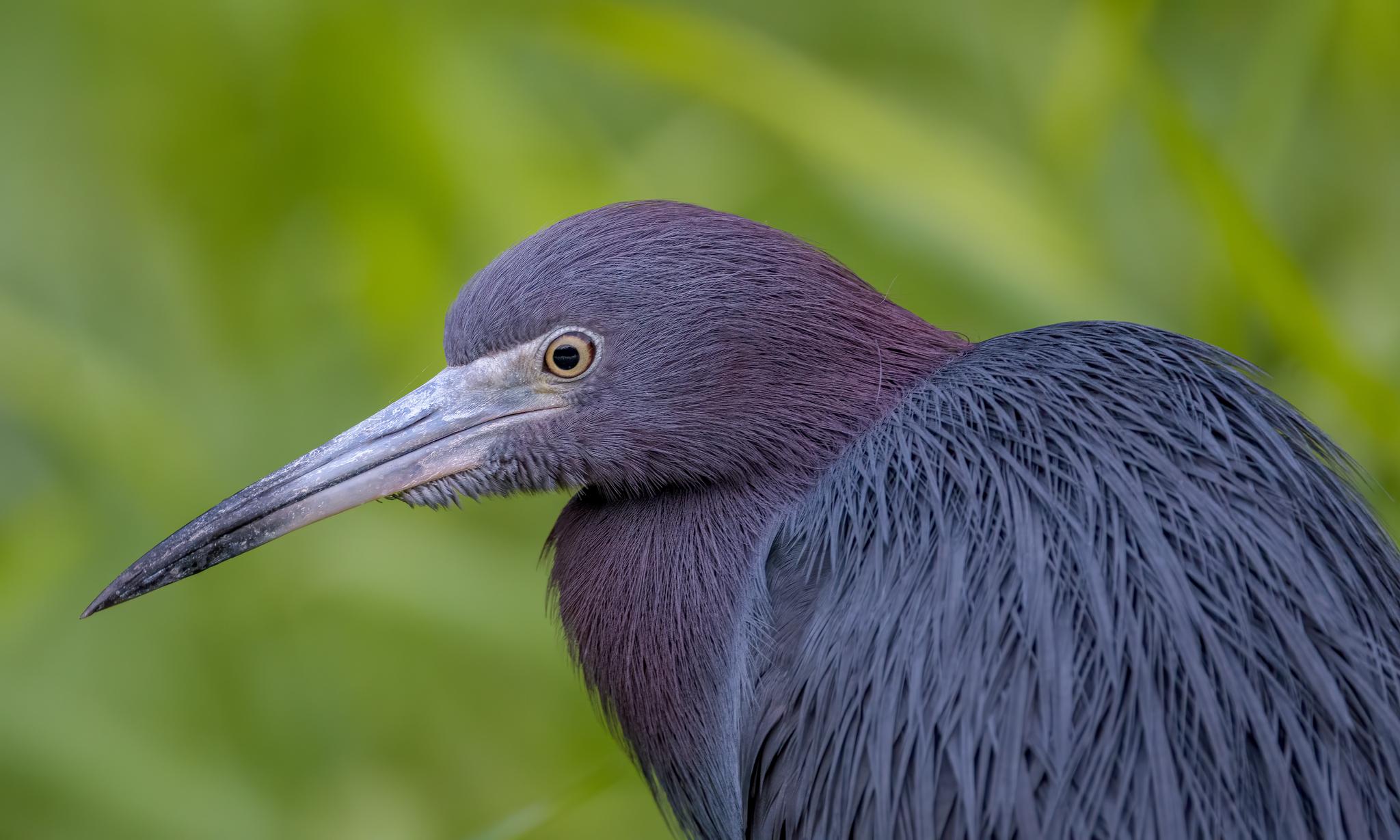 Little Blue Heron