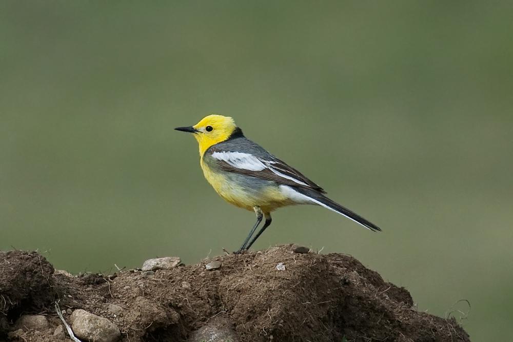 lavandera cetrina