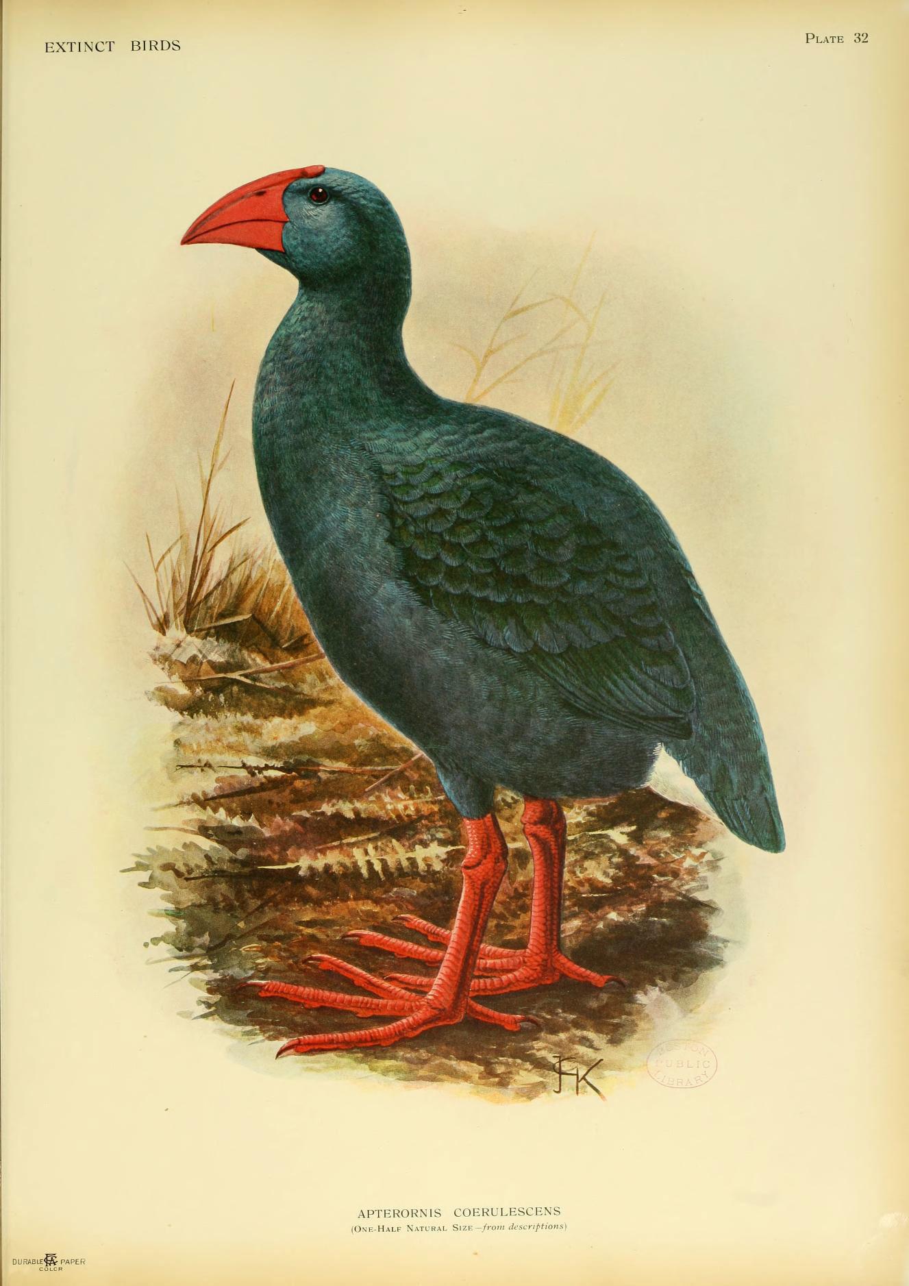 Porphyrio caerulescens