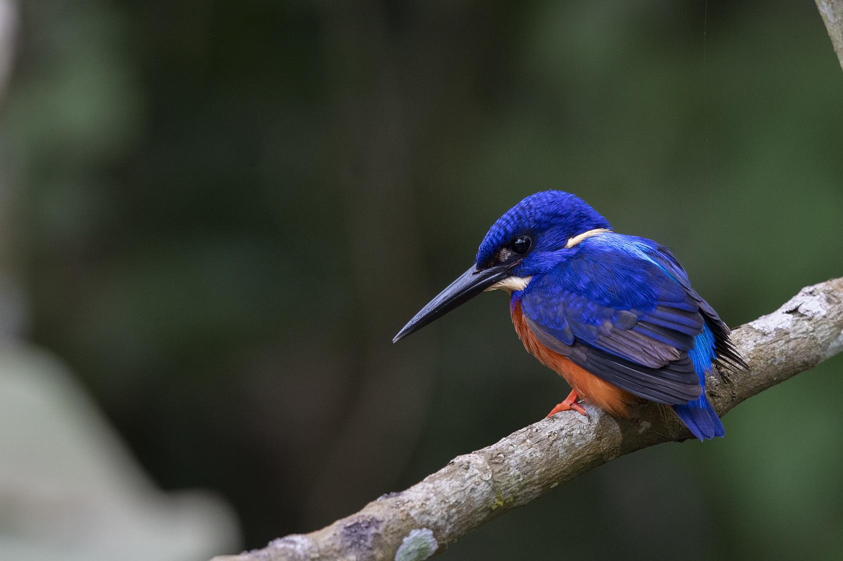 Martín Pescador Azul Brillante