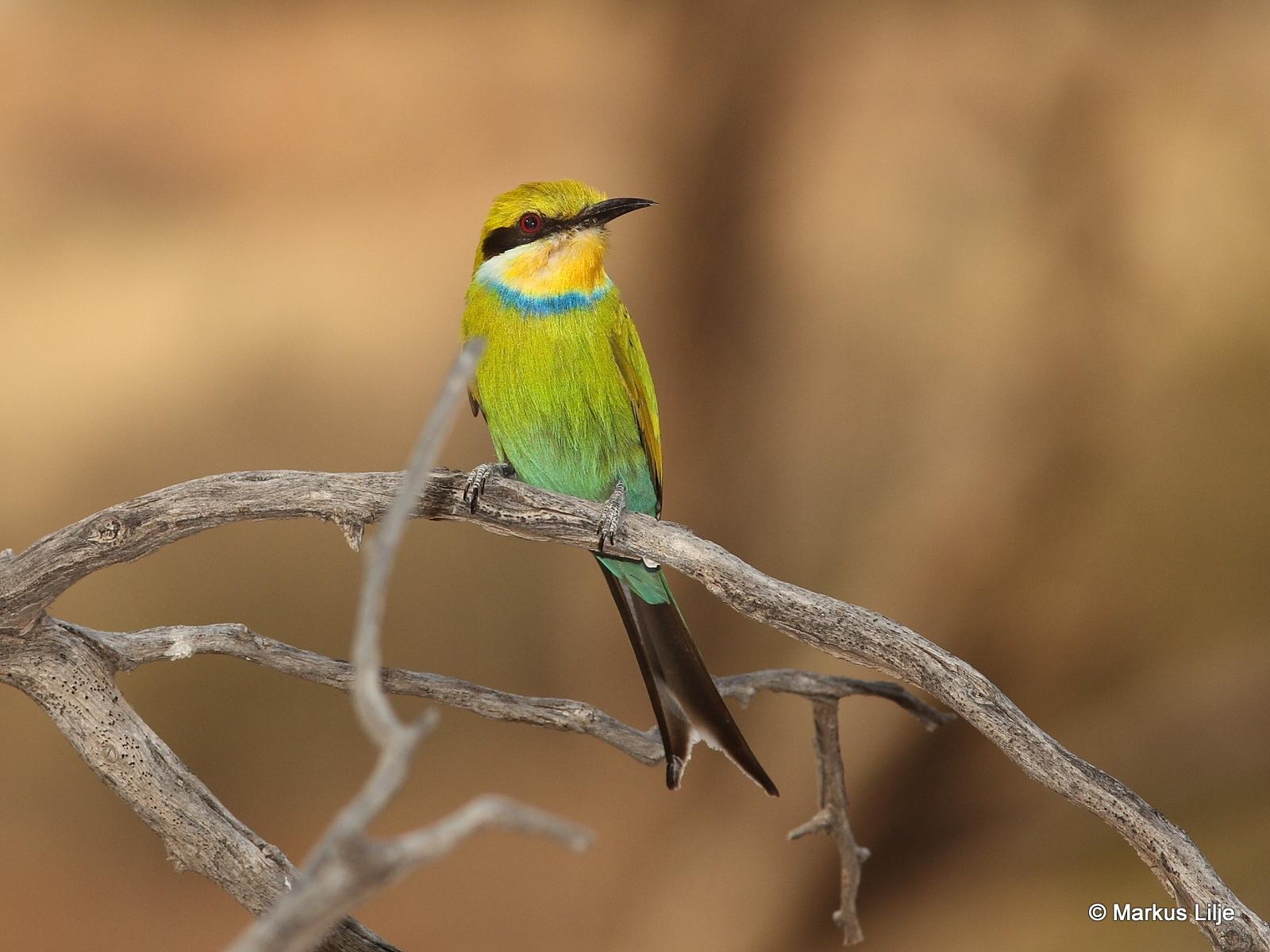 Abejaruco golondrina