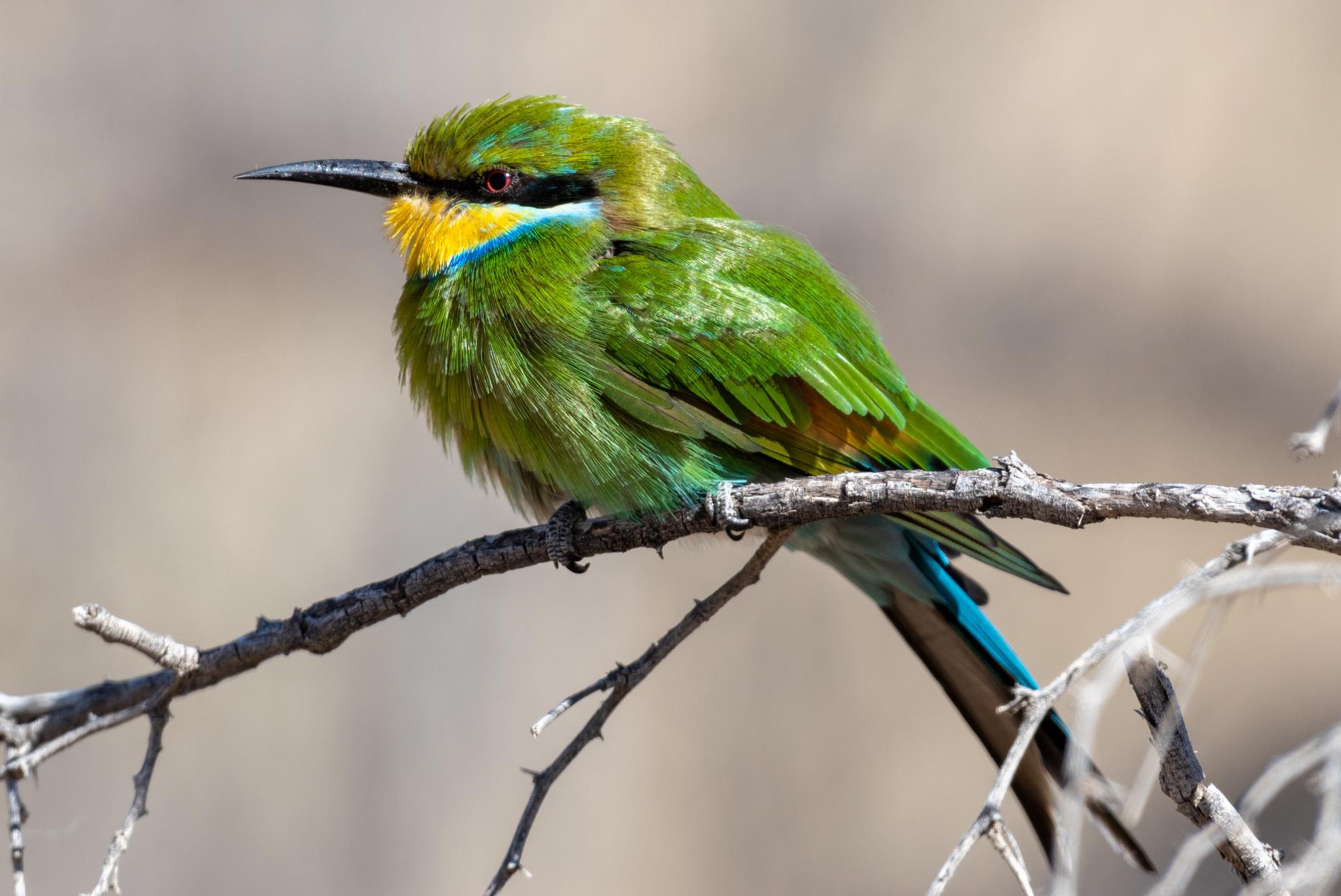 Abejaruco golondrina