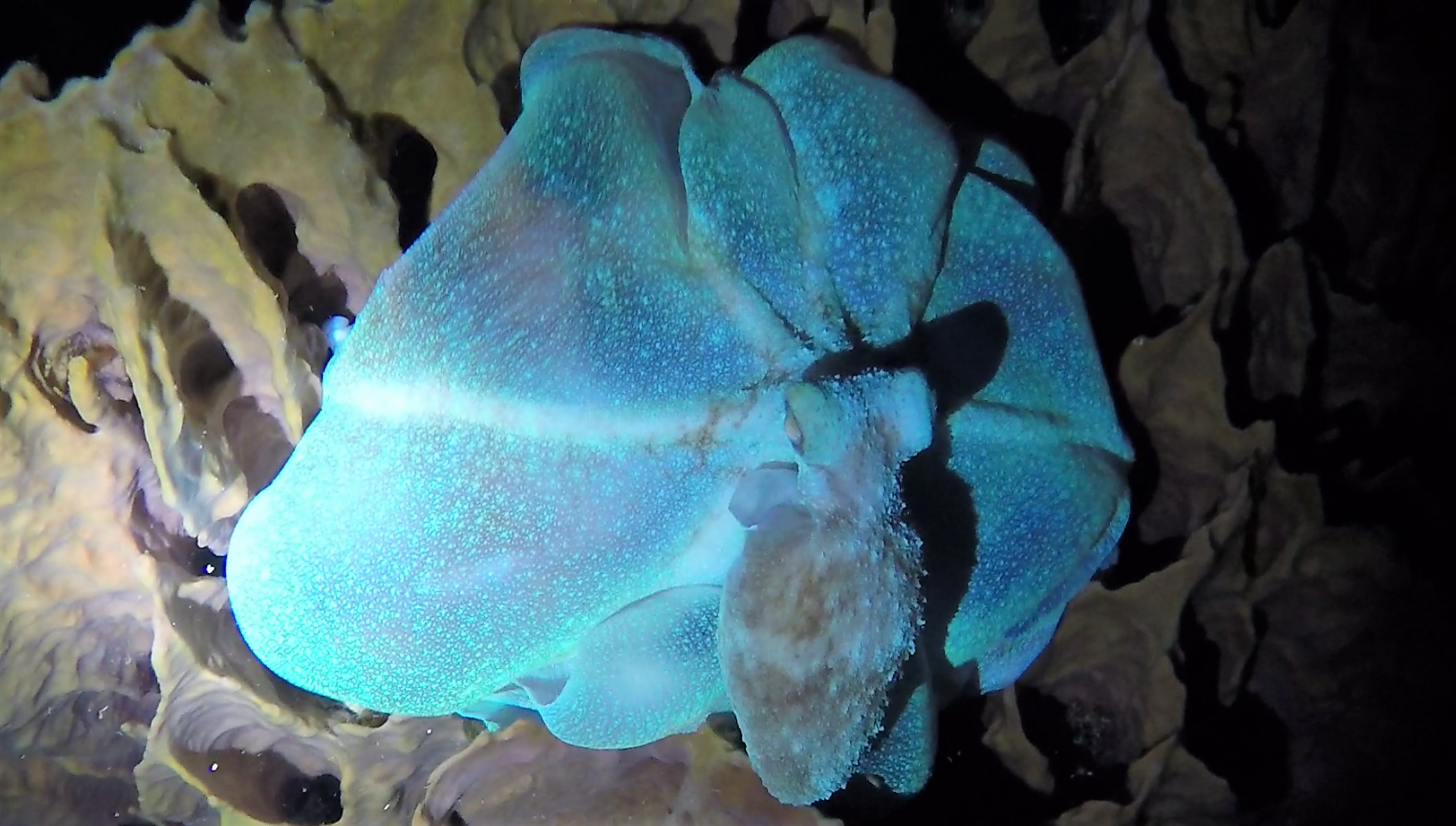 Pulpo del arrecife caribeño