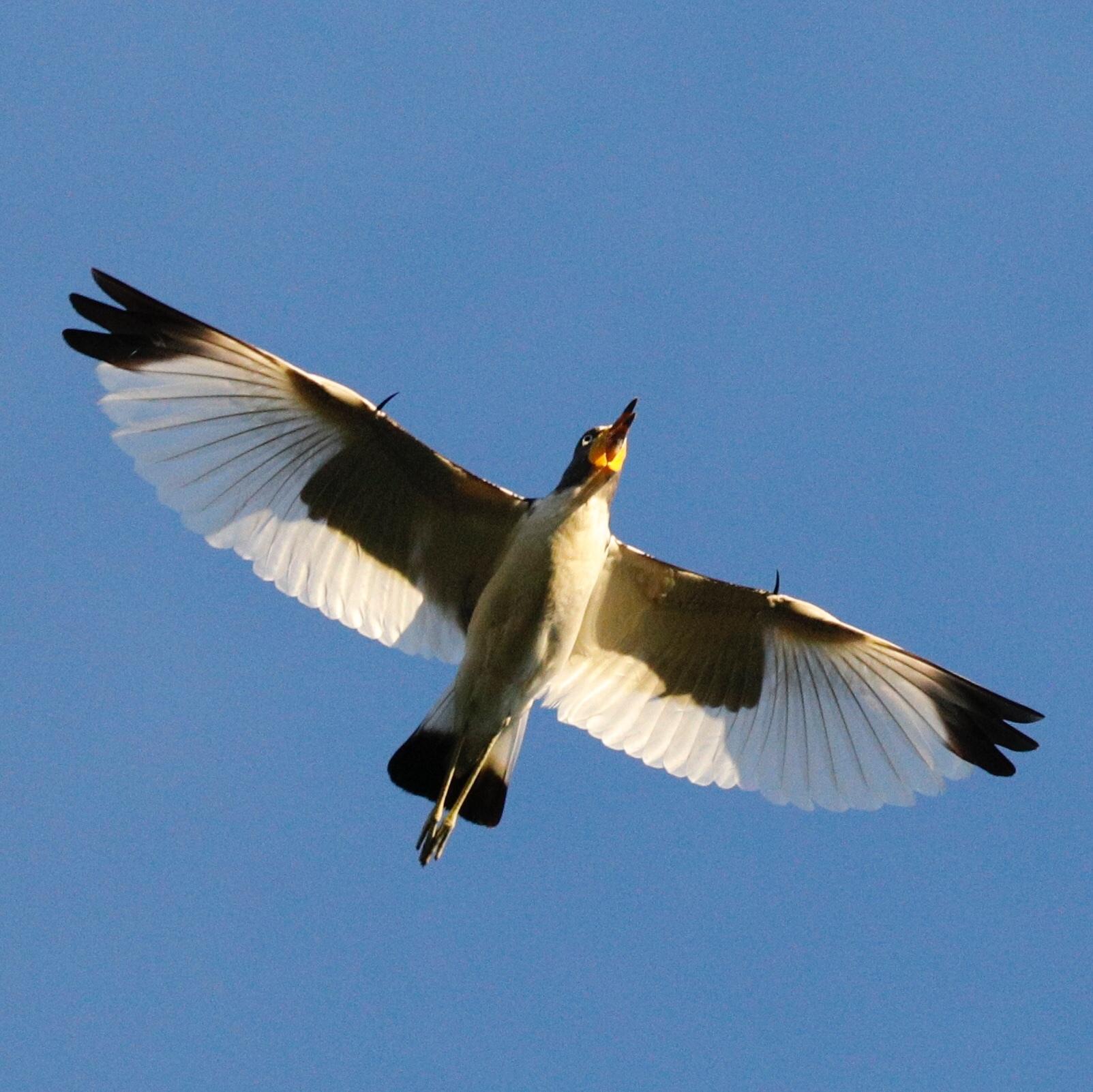 Avefría senegalesa
