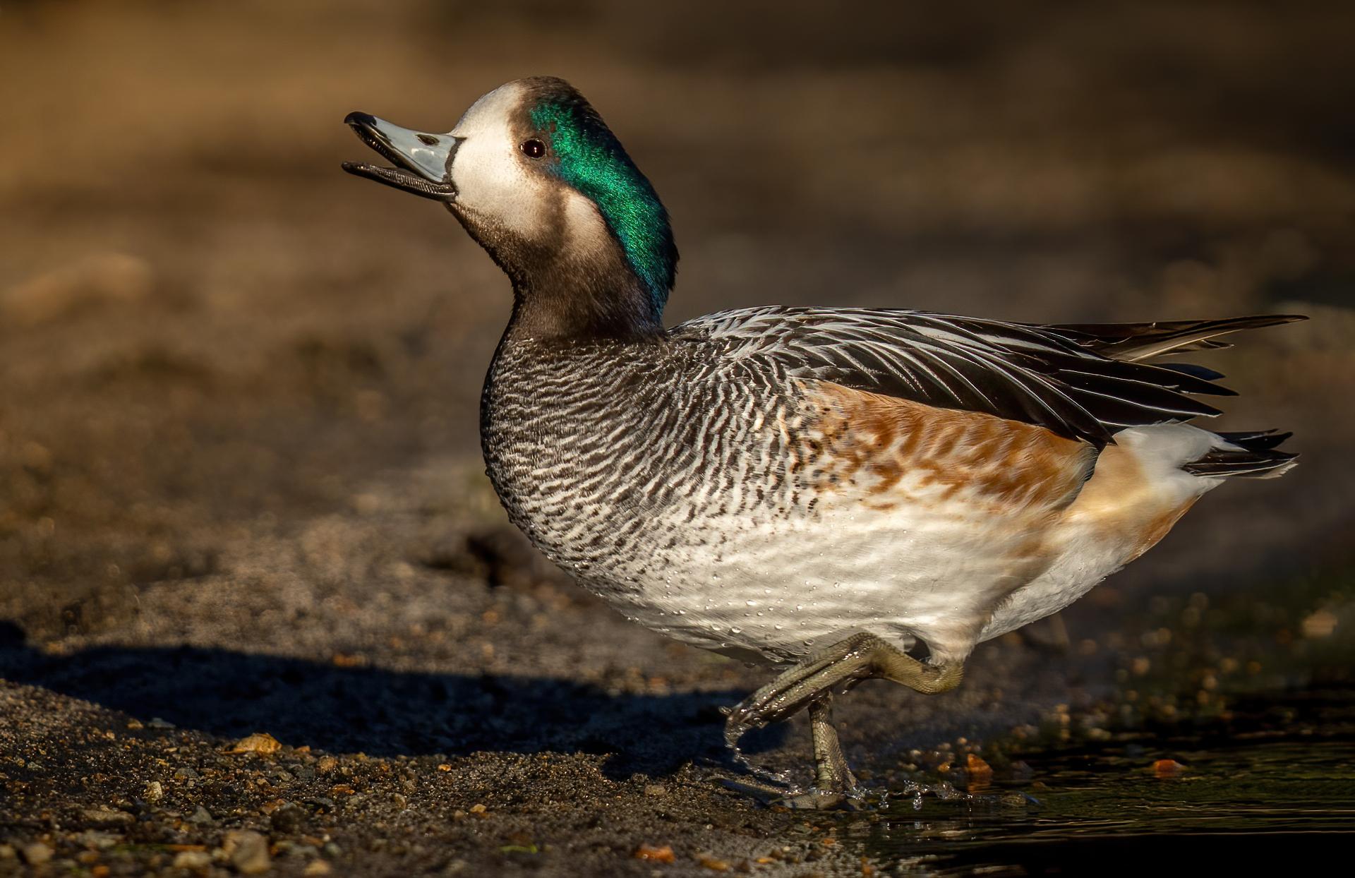 Pato Overo