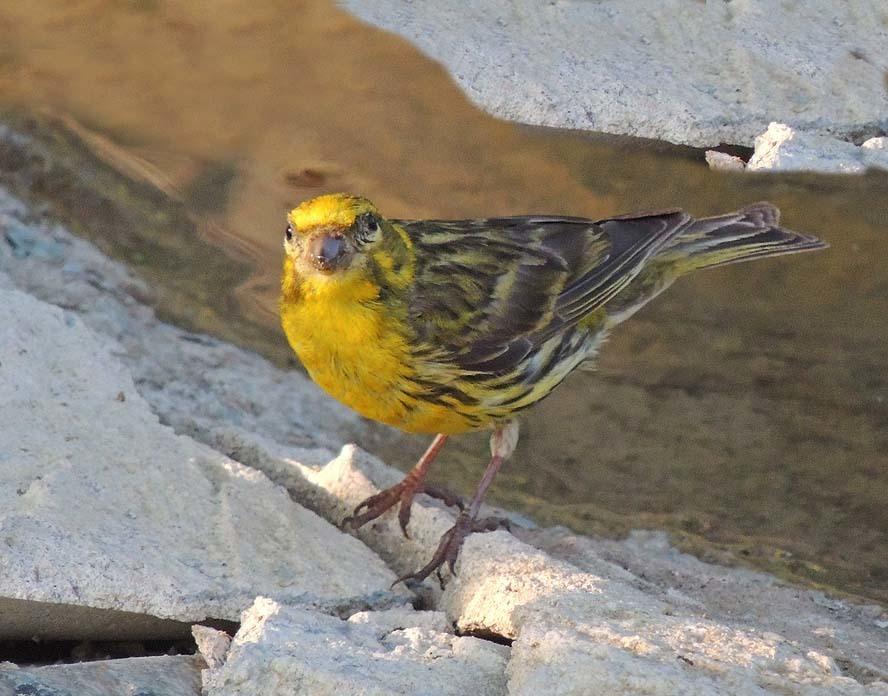 European Serin