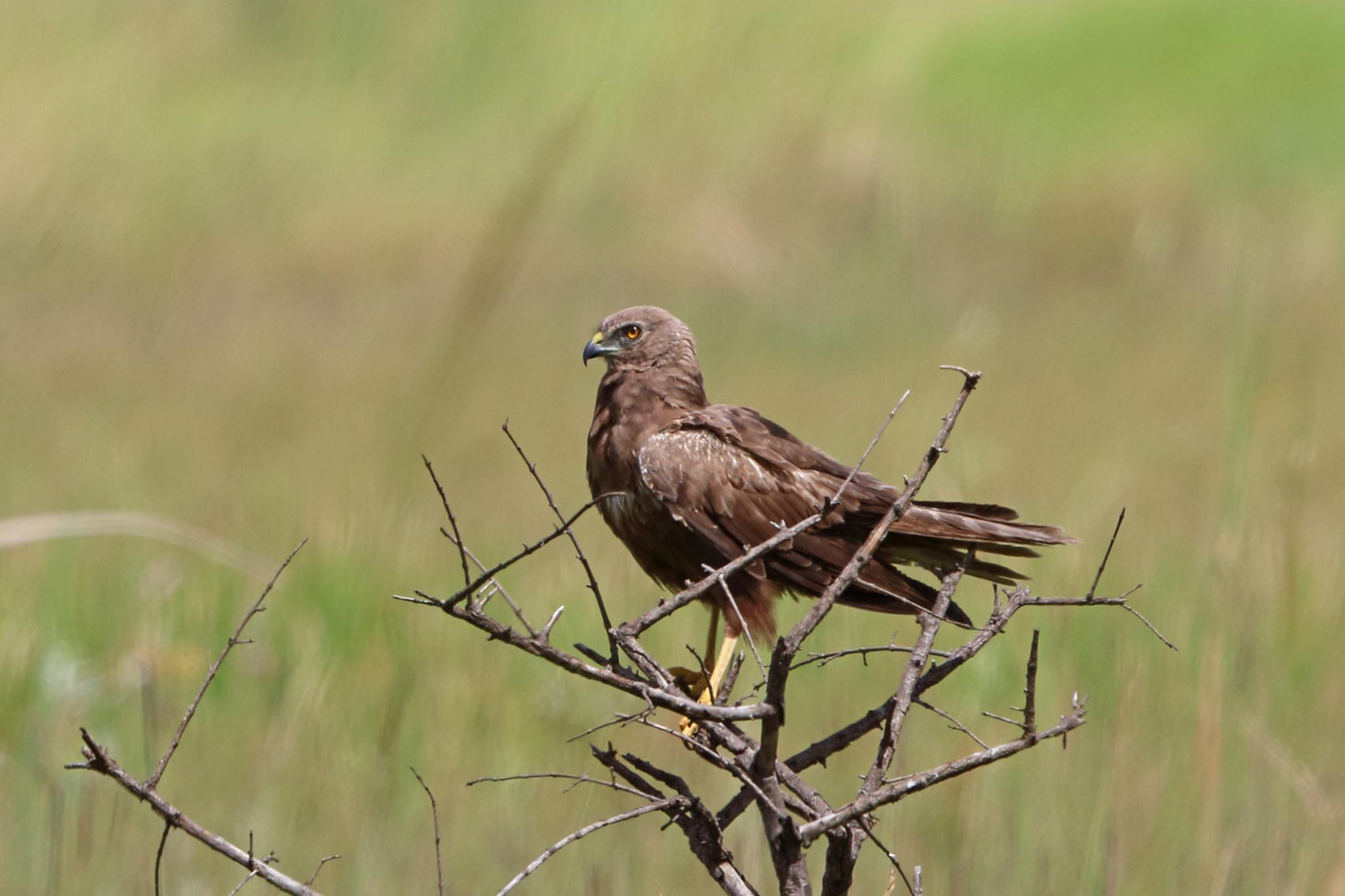 Aguilucho lagunero etiópico