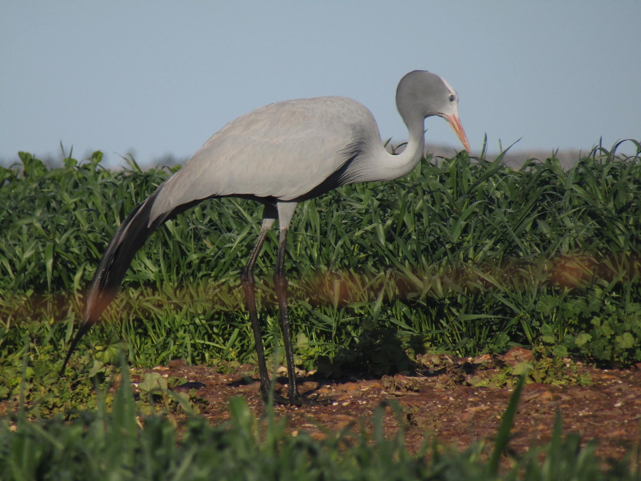 Grulla azul