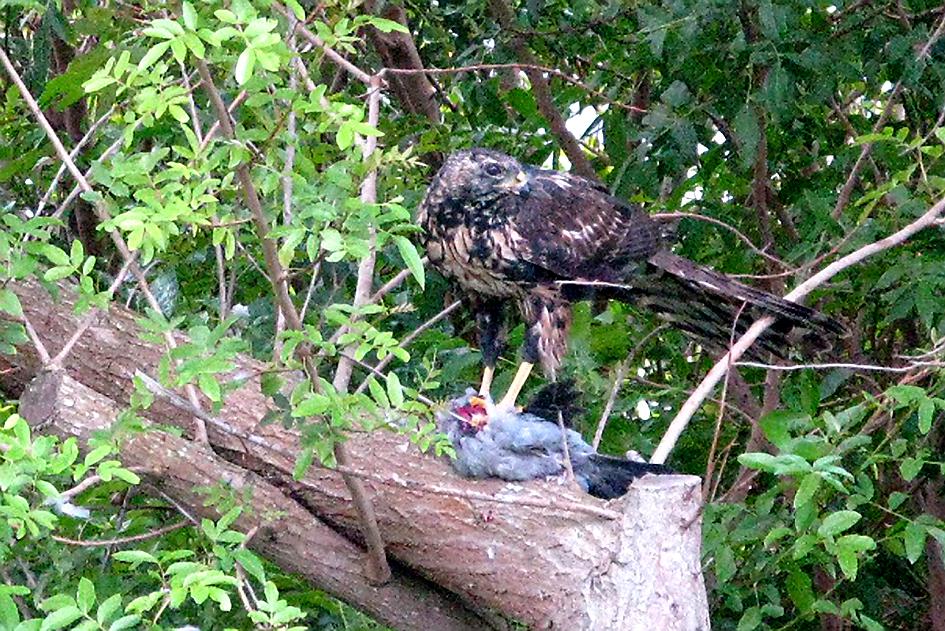 Black Goshawk