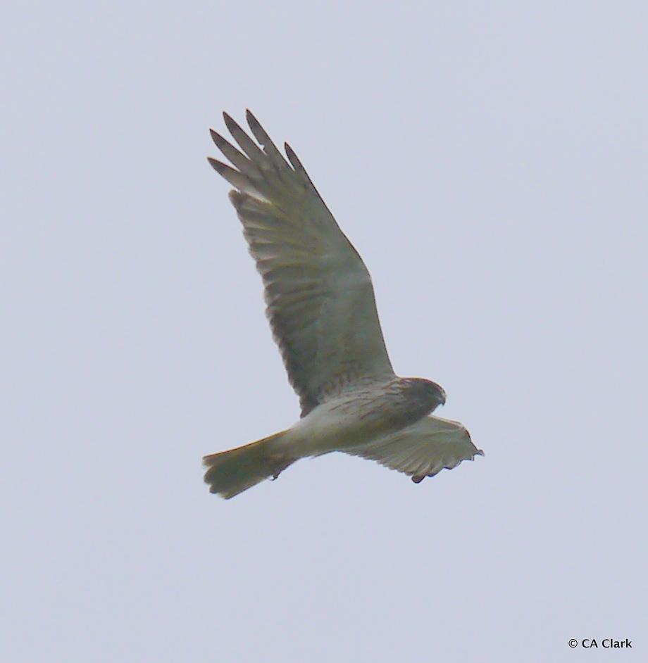 Aguilucho lagunero del Pacífico