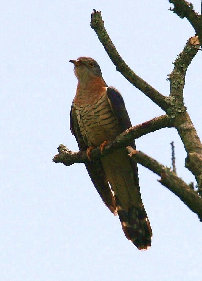 Cuco Solitario