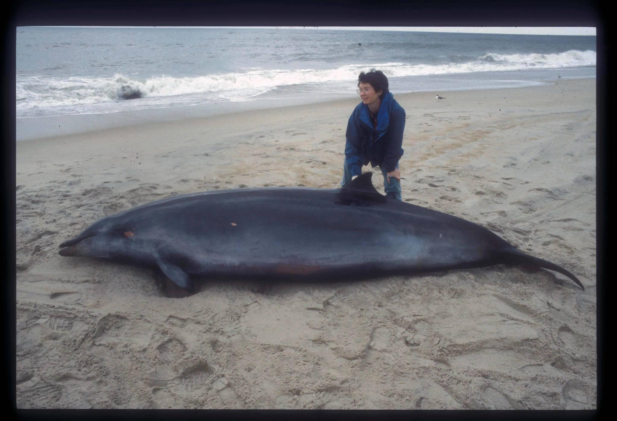 Ballena De Pico De Gervais