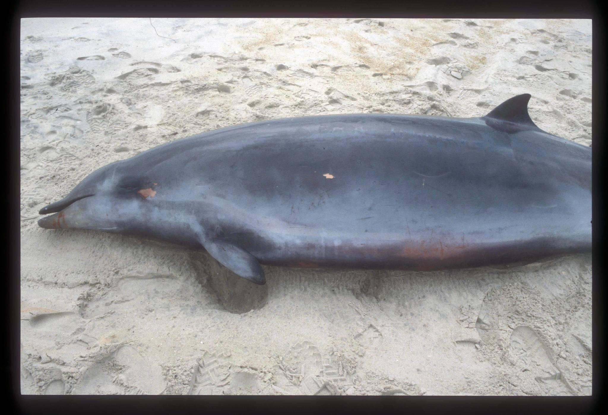 Ballena De Pico De Gervais