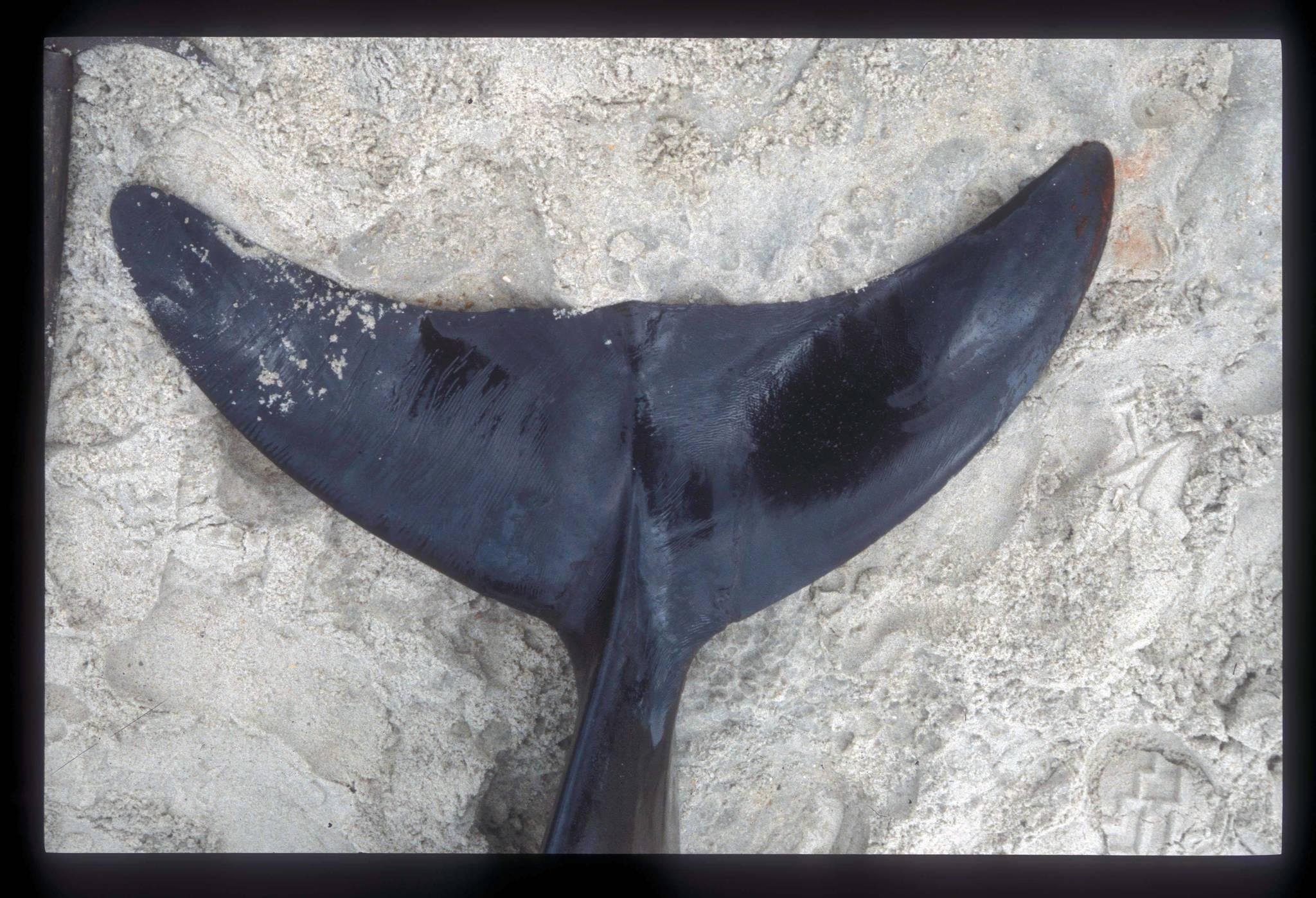Ballena De Pico De Gervais