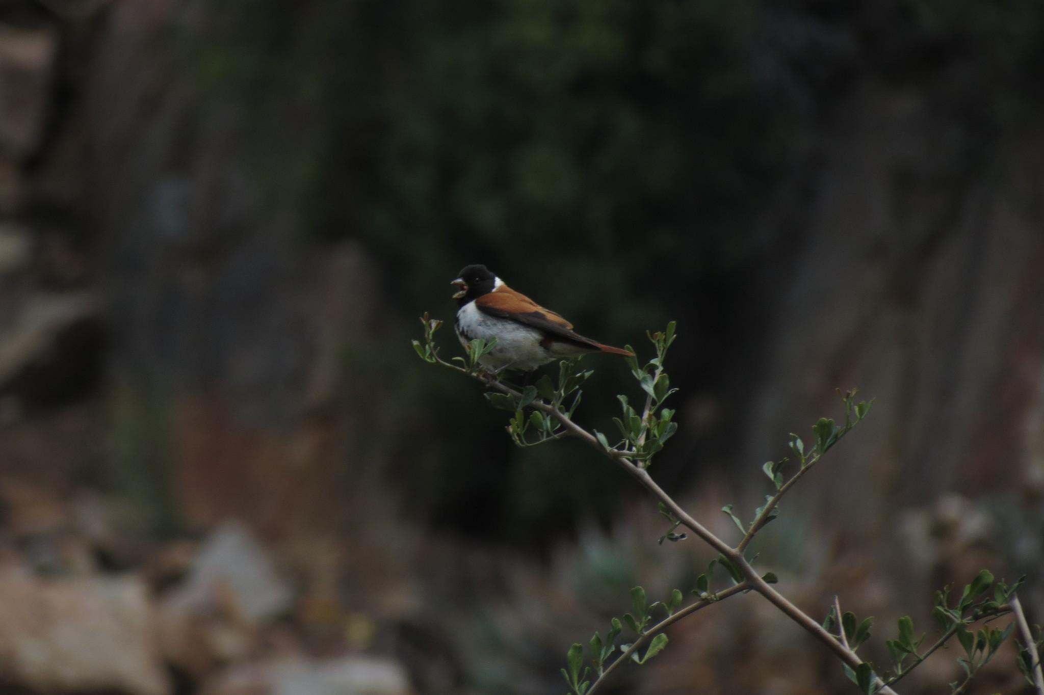 Black-headed Canary
