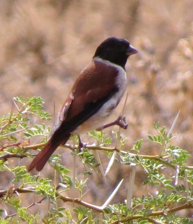 Black-headed Canary