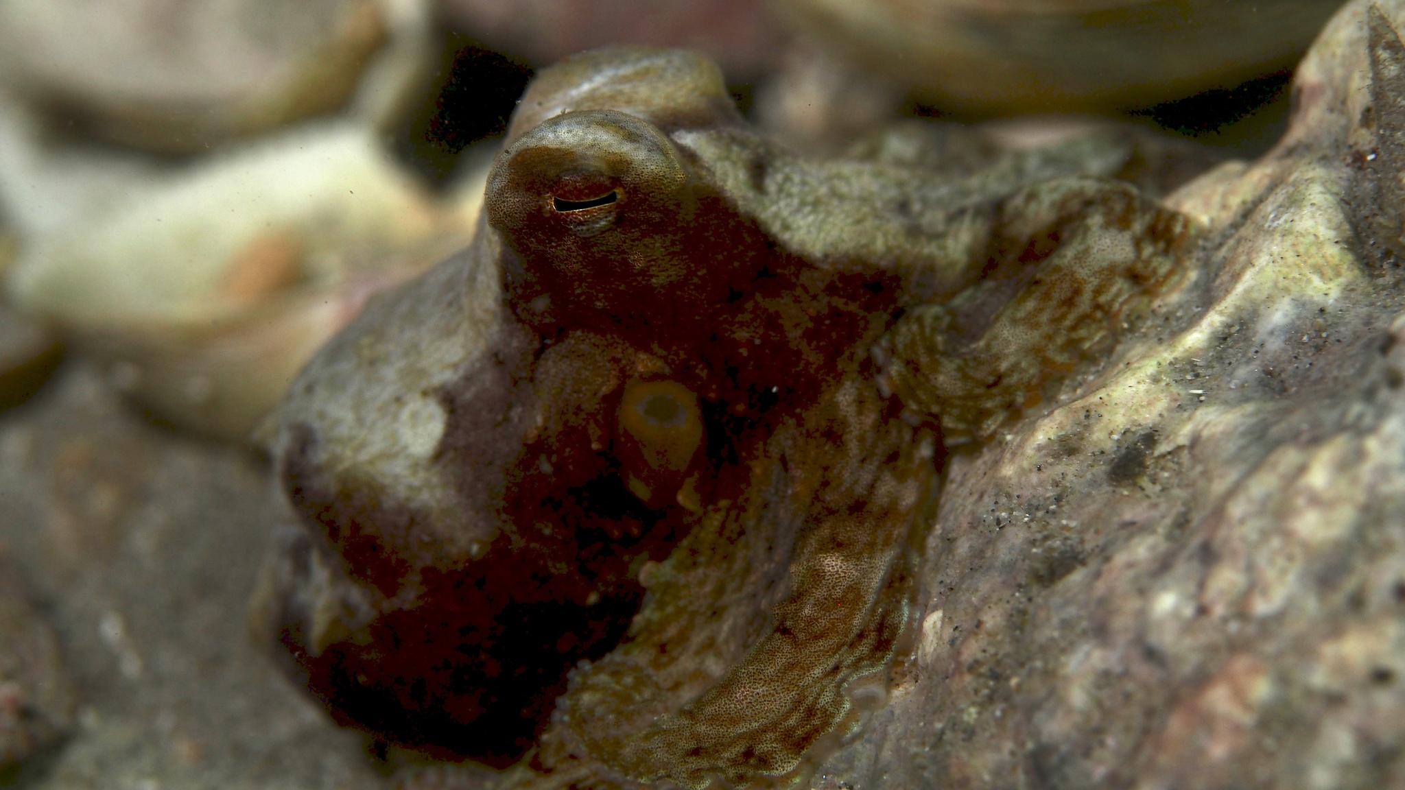 Southern Keeled Octopus