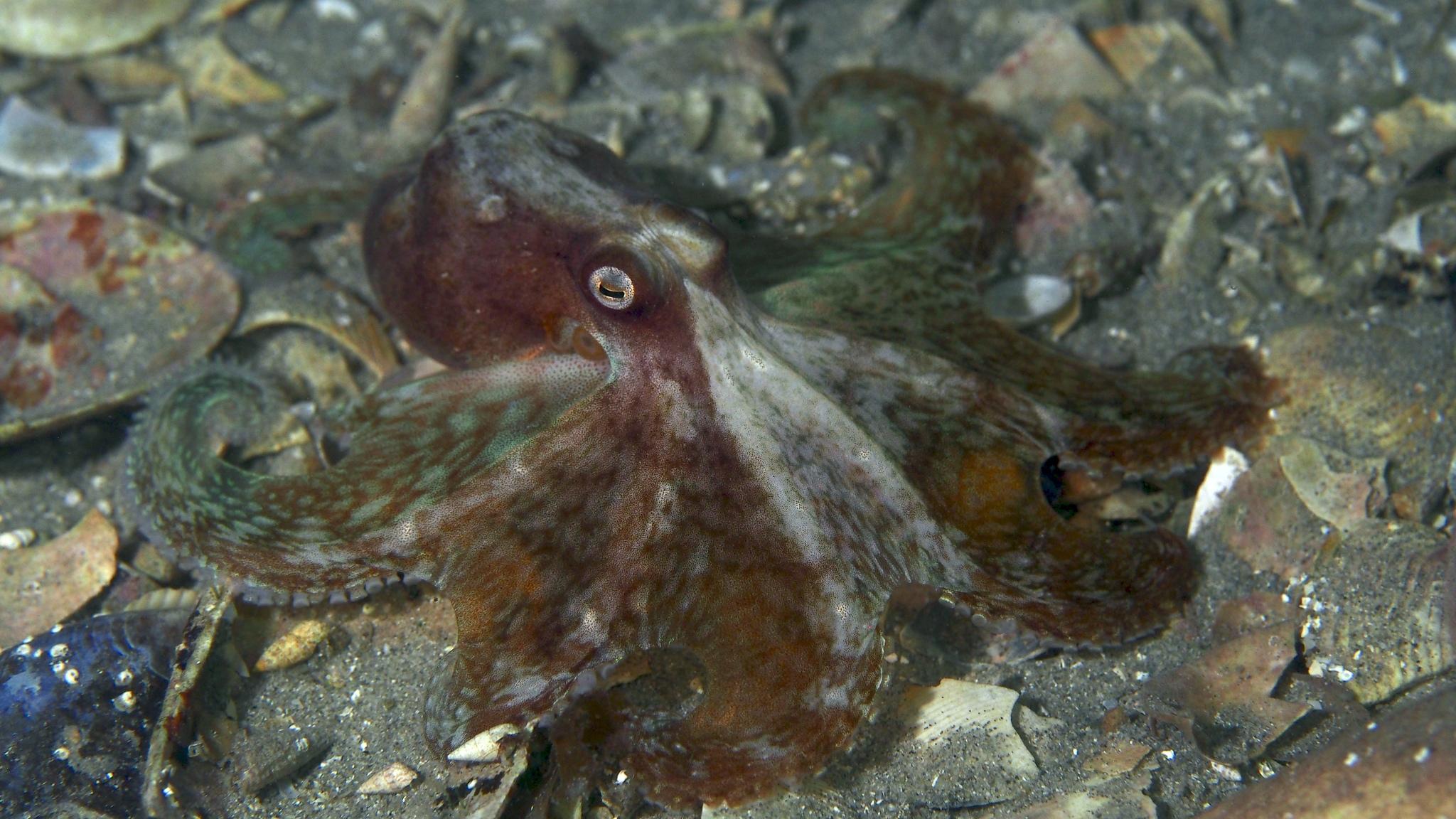 Southern Keeled Octopus