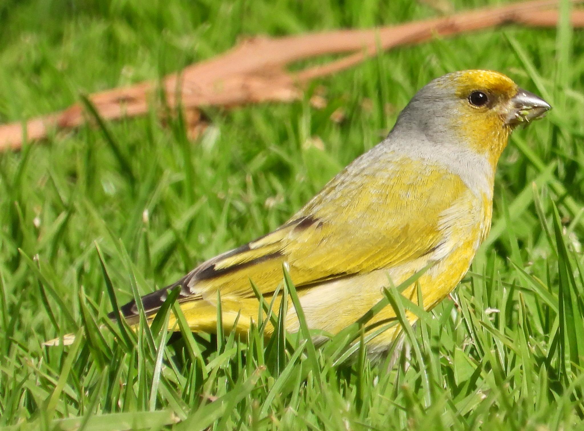 Cape Canary
