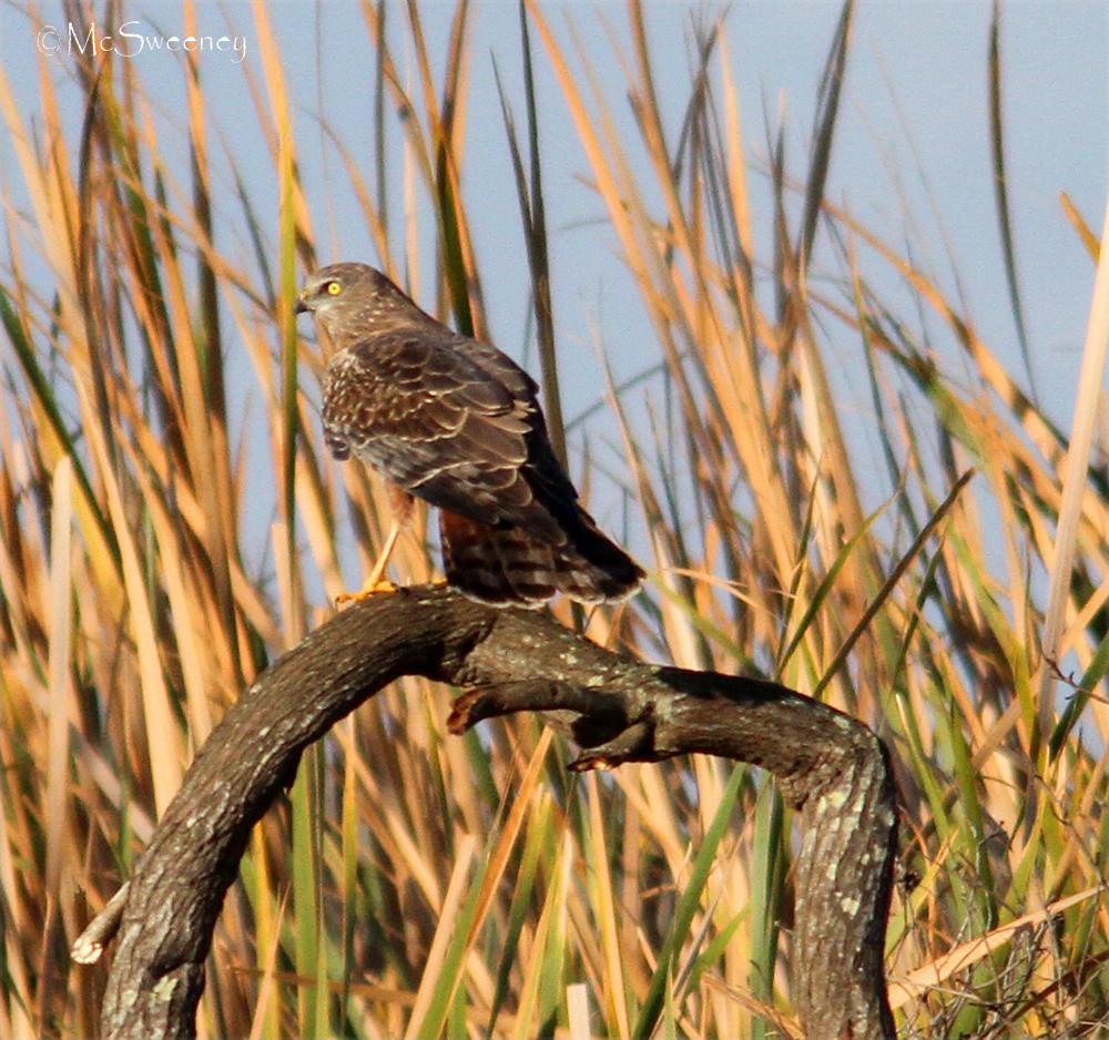 Aguilucho lagunero etiópico