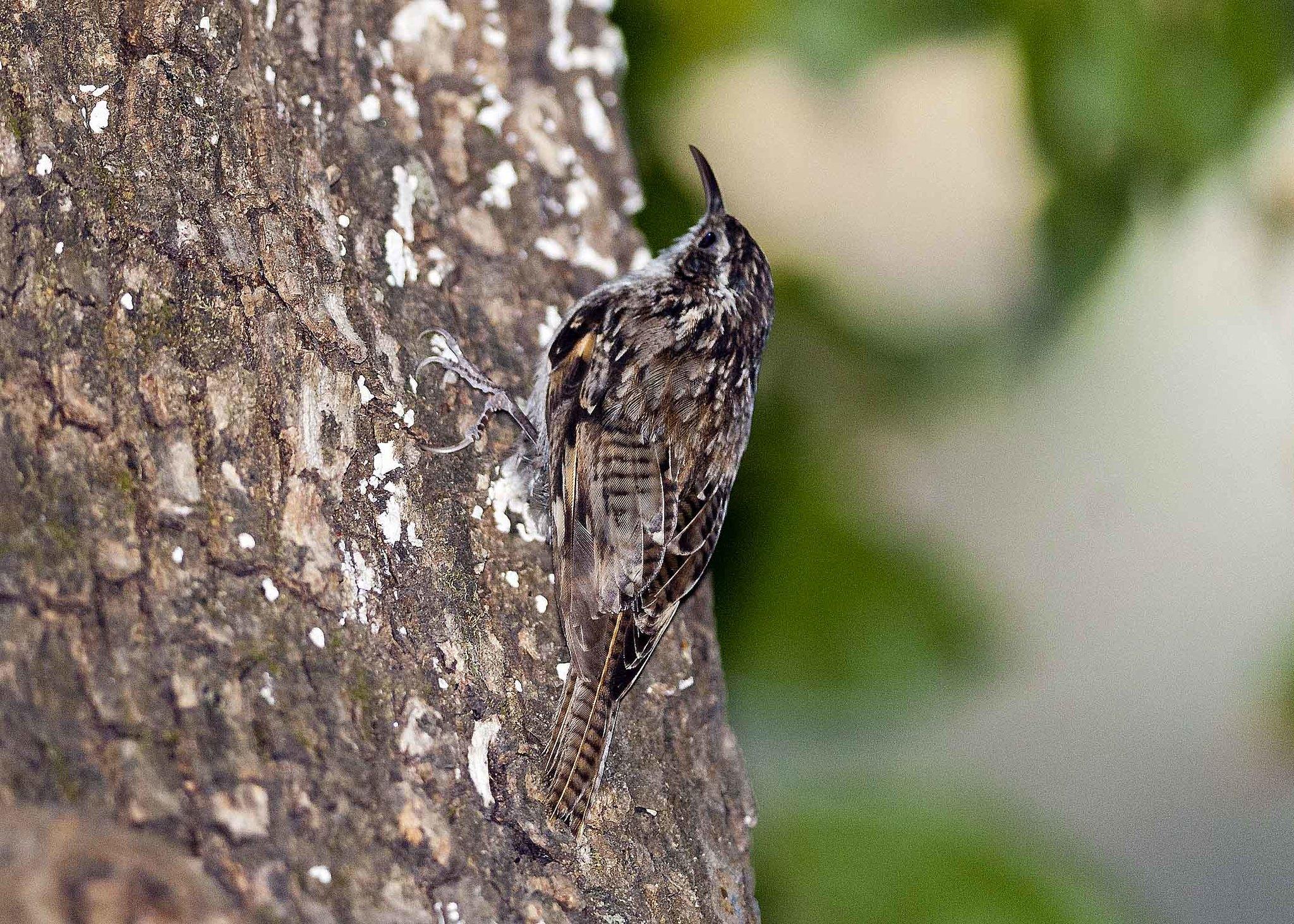 Bar-tailed Treecreeper