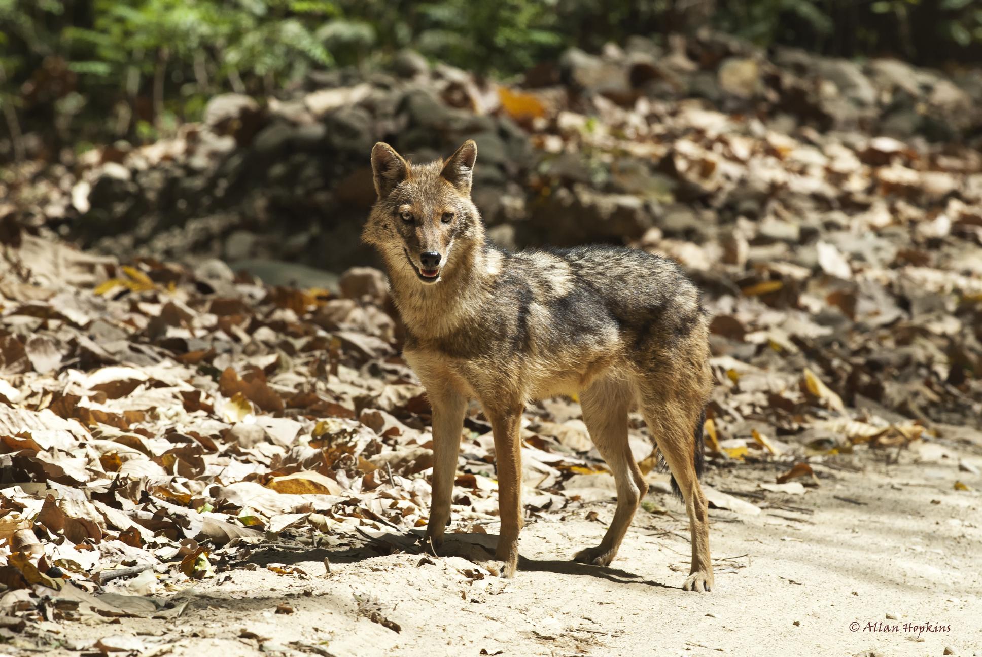 Coyotes, lobos, chacales y perros