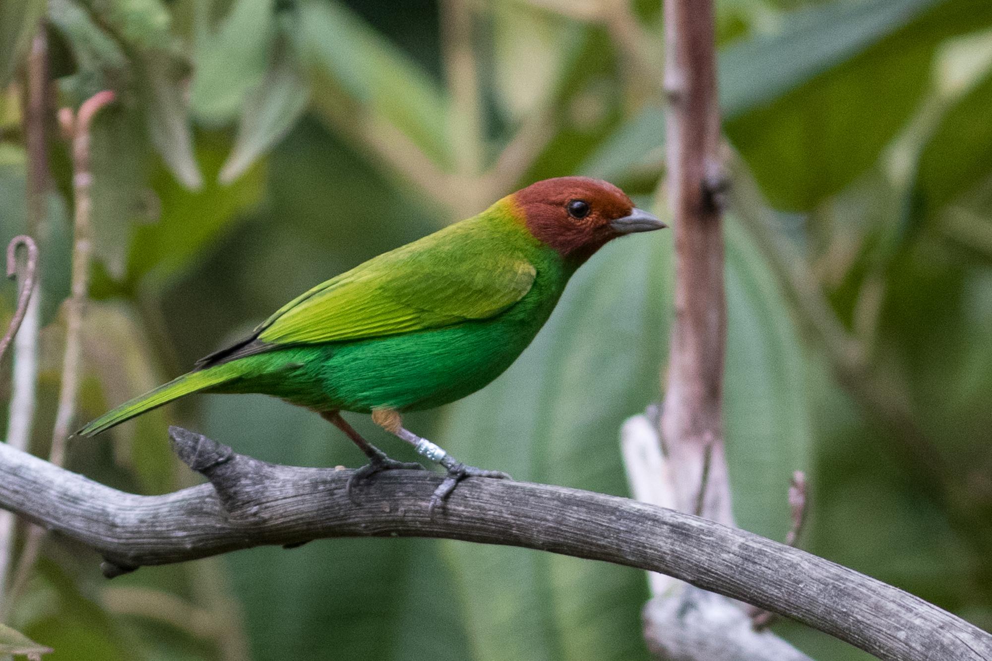 Bay-headed Tanager