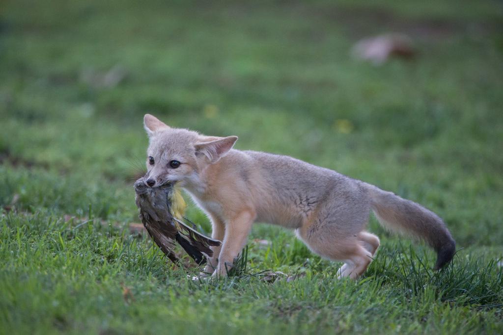 Kit Fox