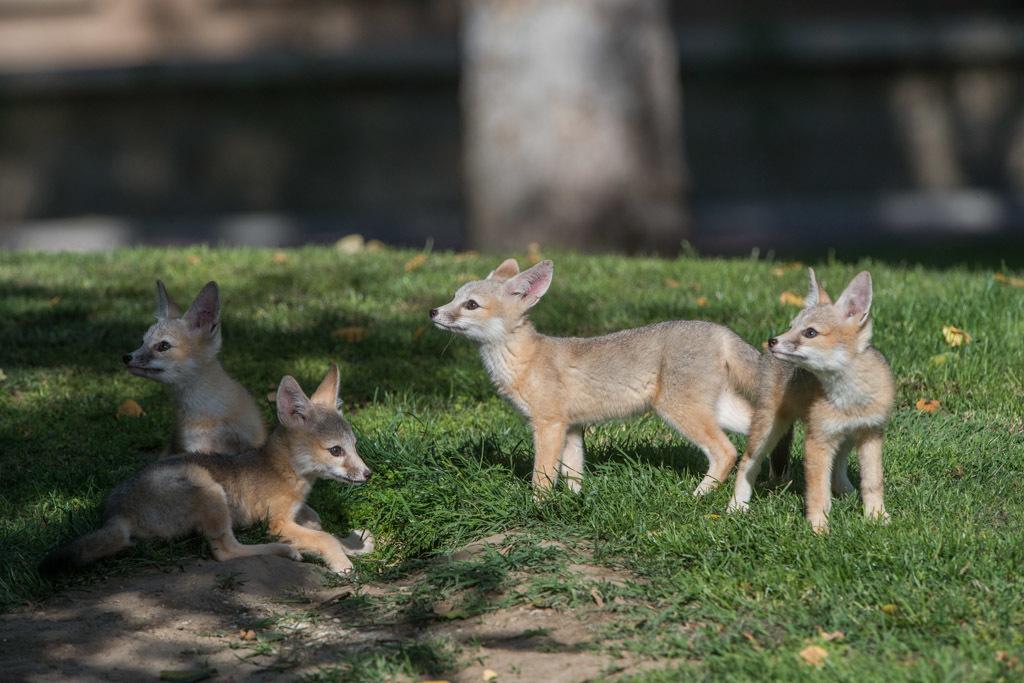 Kit Fox