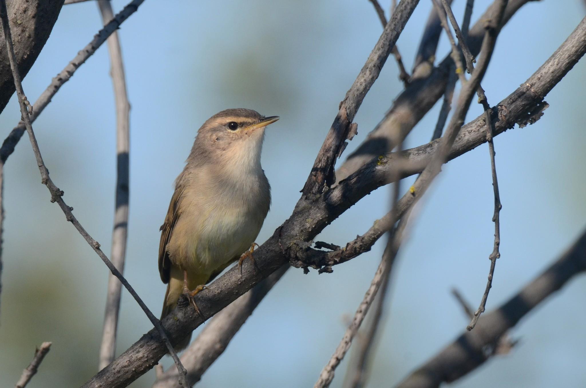 Mosquitero Sombrío