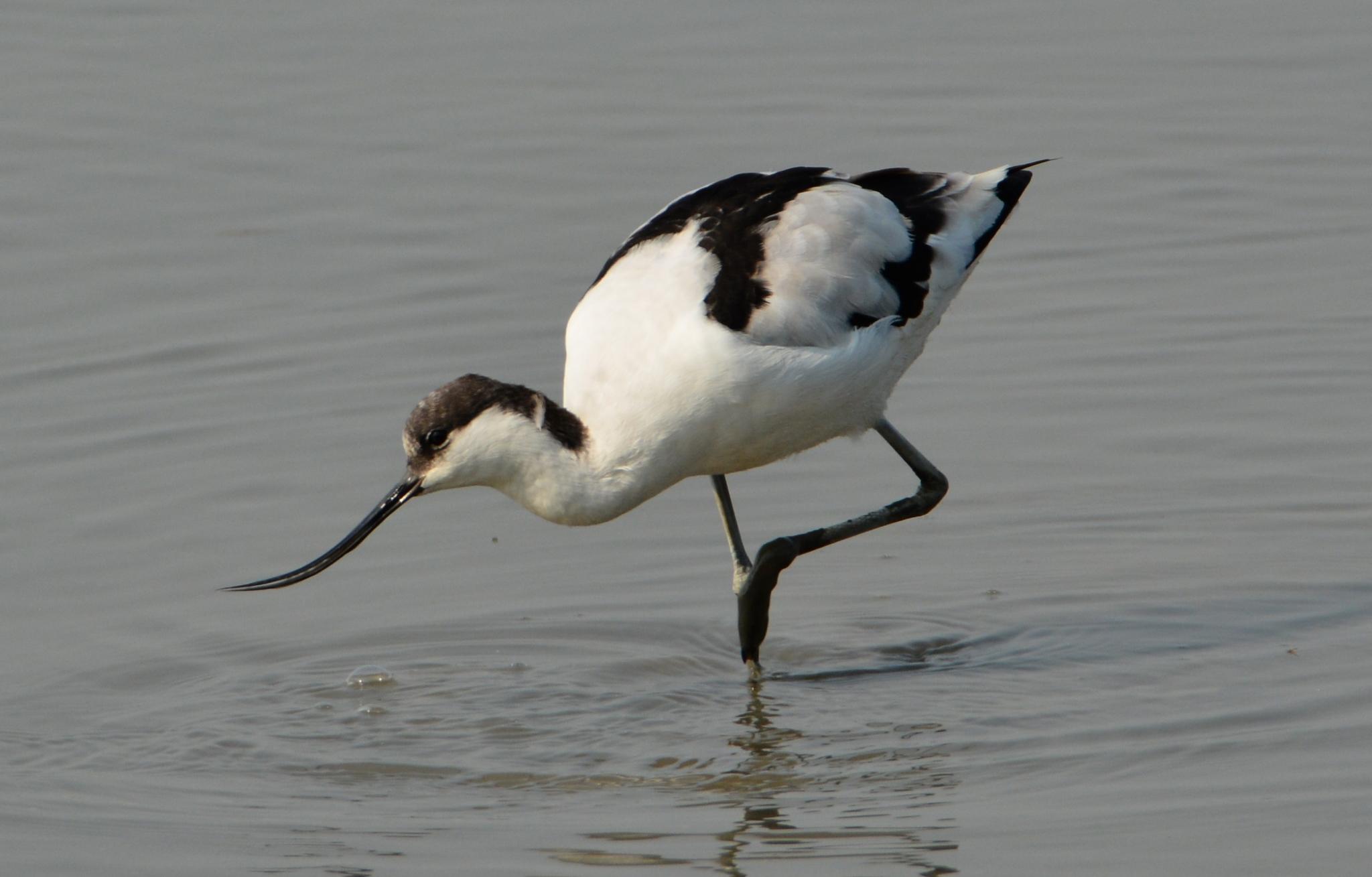 Avoceta Común