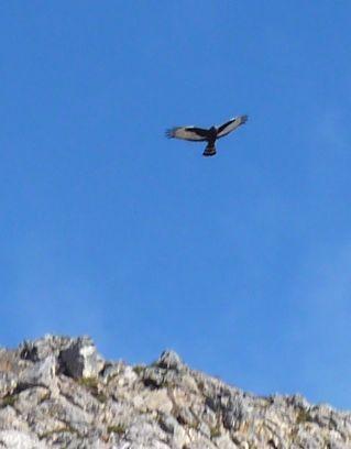Aguilucho negro