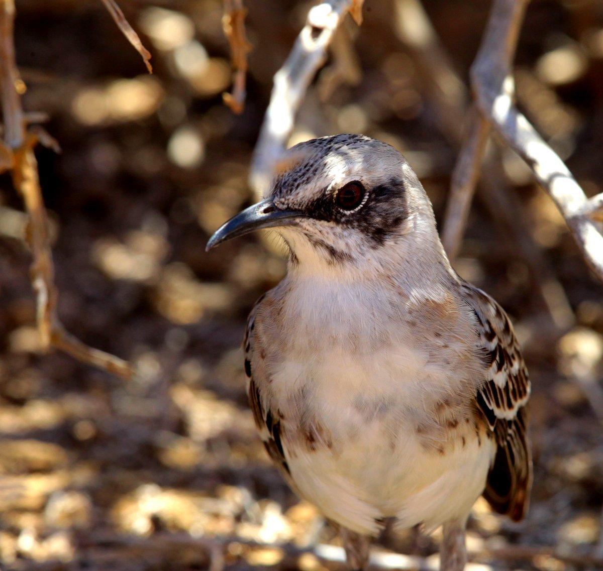 San Cristóbal Mockingbird