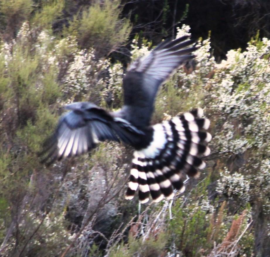Aguilucho negro