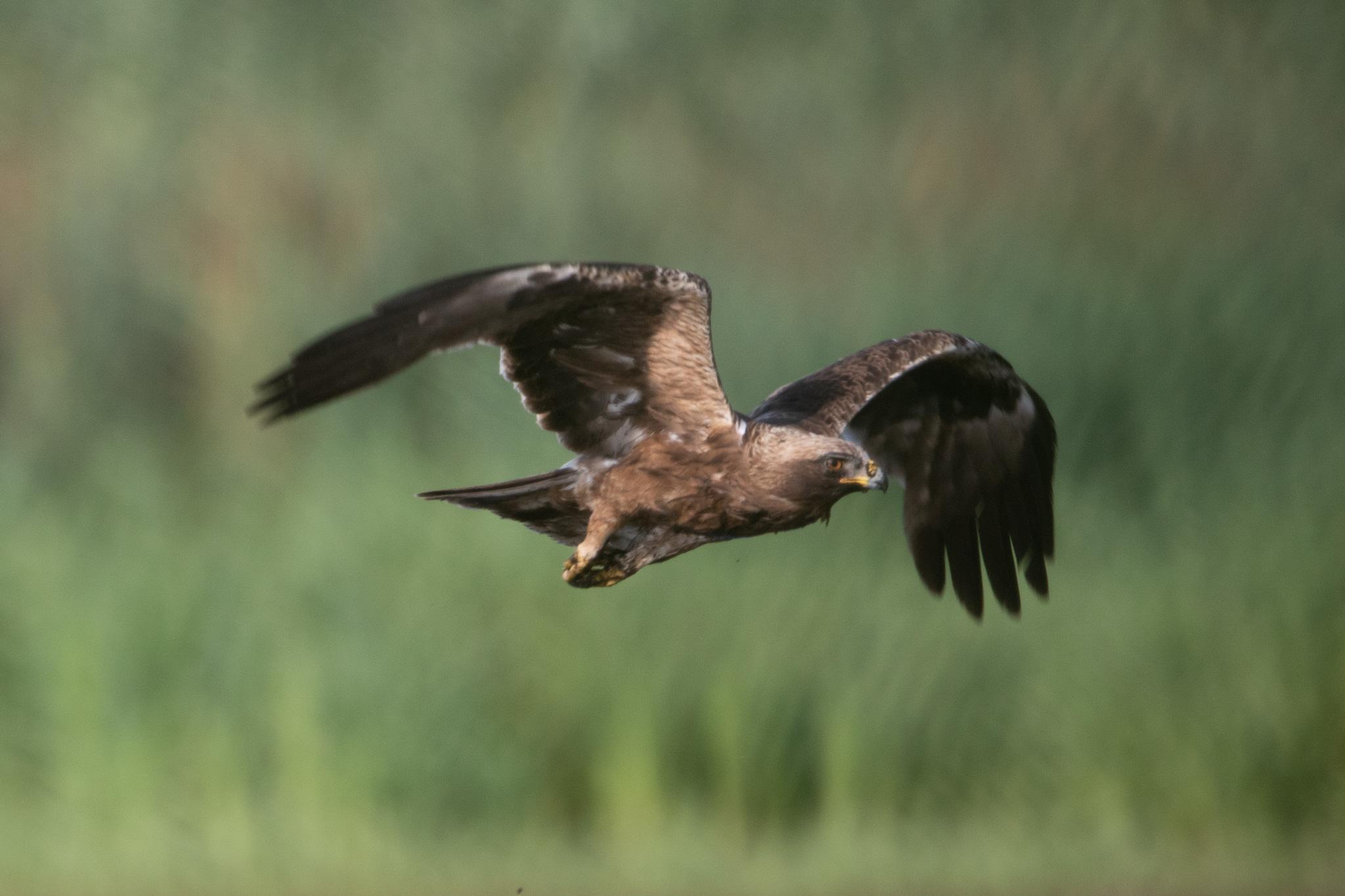Águila Calzada