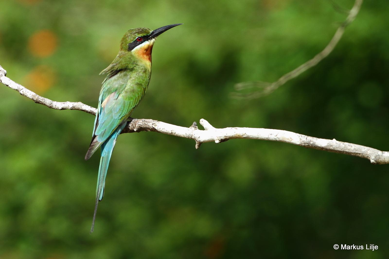 abejaruco coliazul