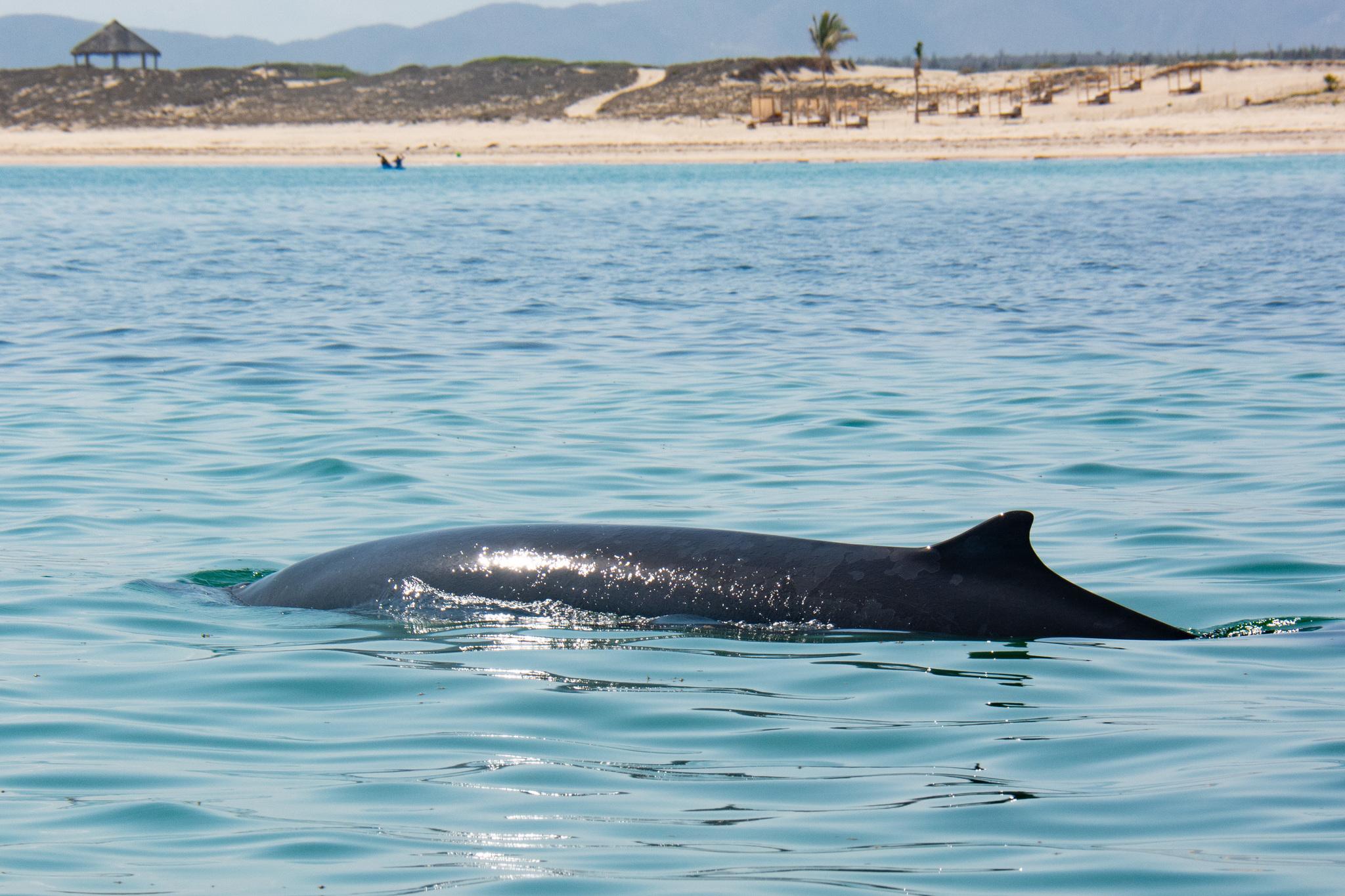 Ballena picuda peruana