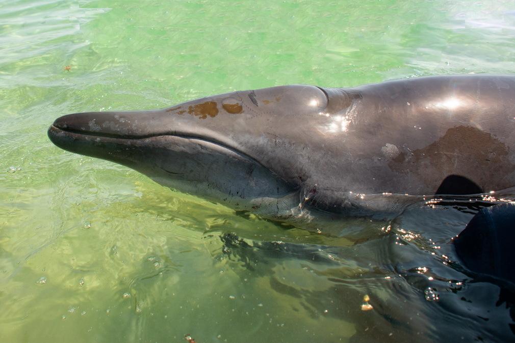 Ballena picuda peruana