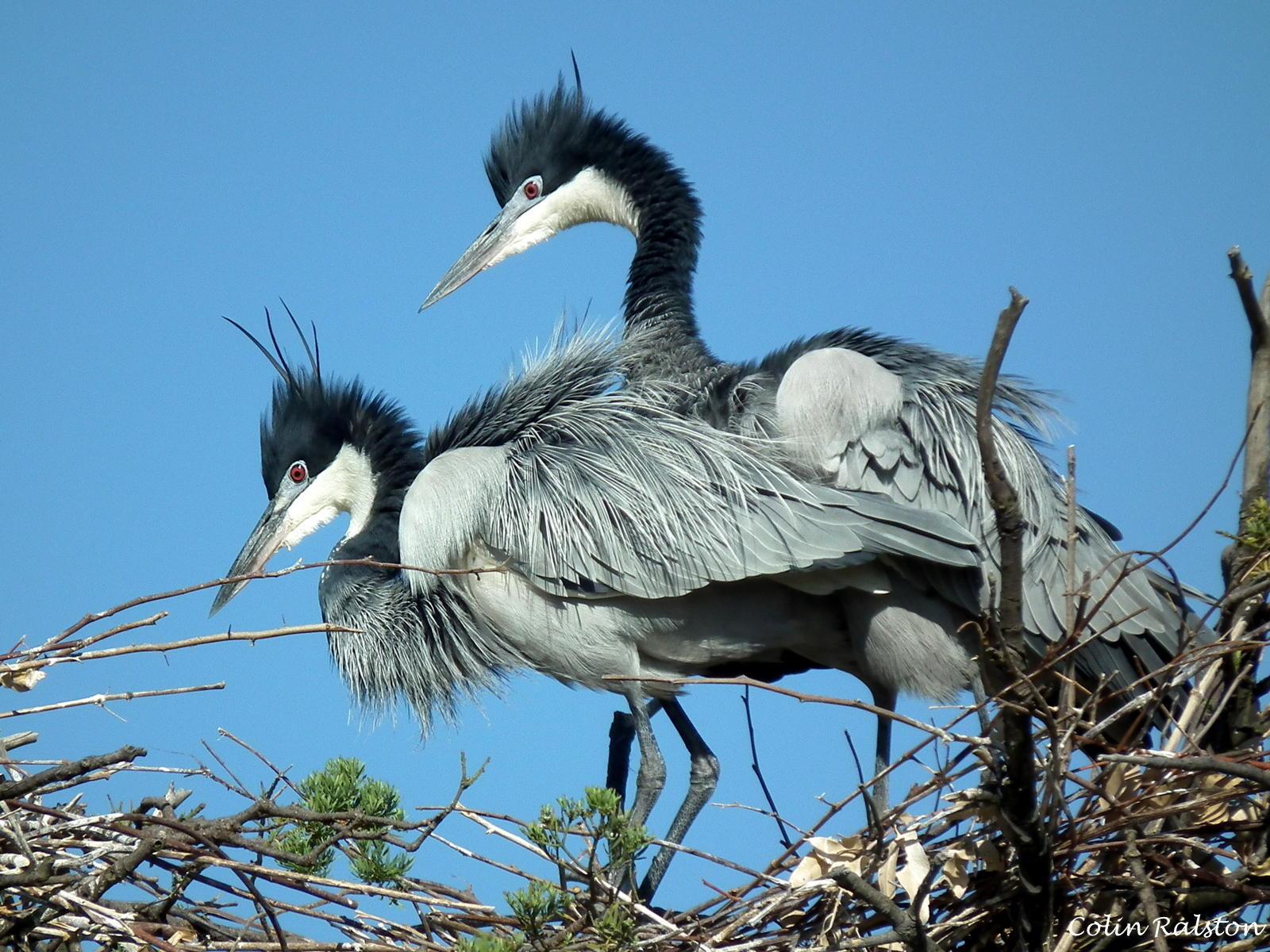 Black-headed Heron