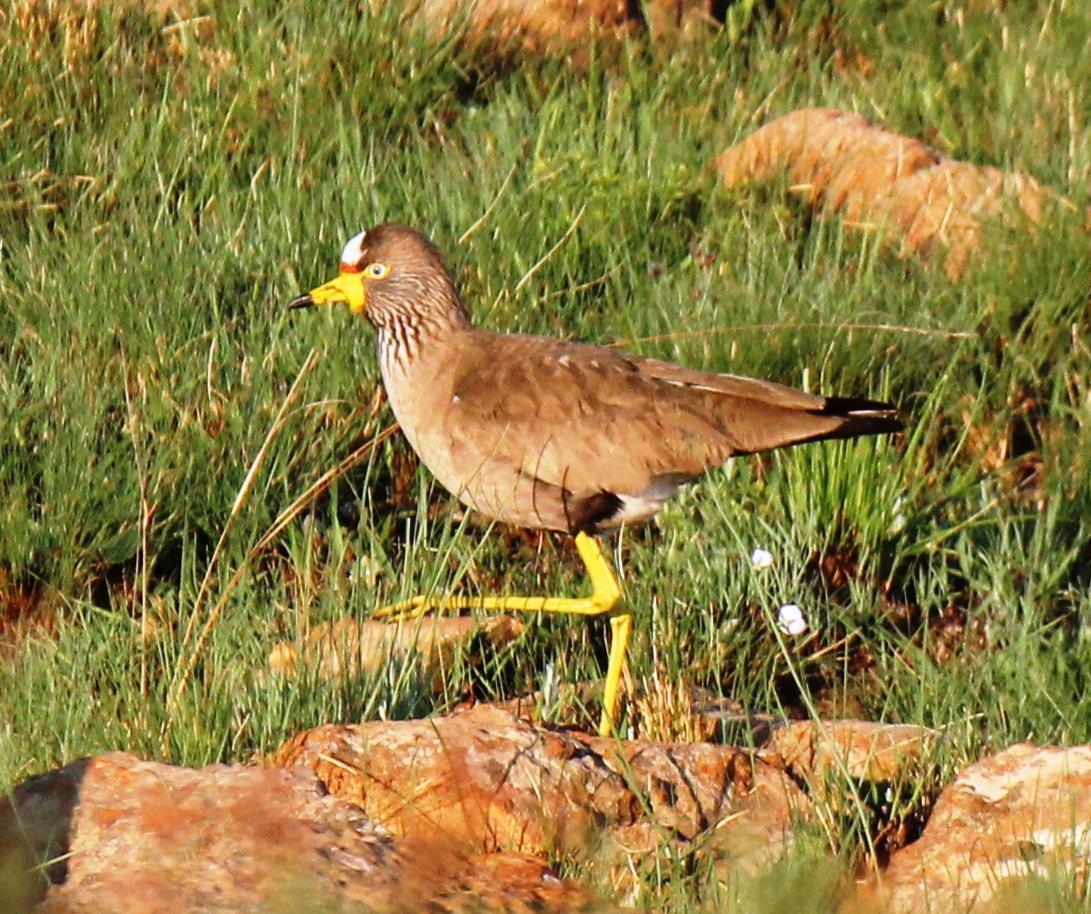 Avefría senegalesa