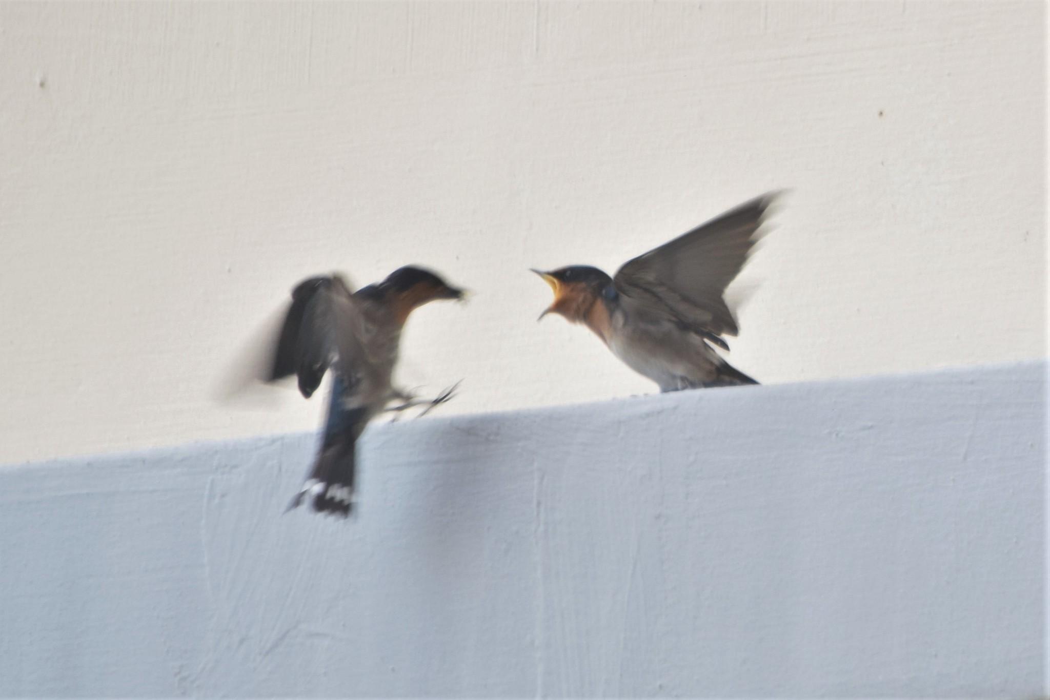 Golondrina del Pacífico