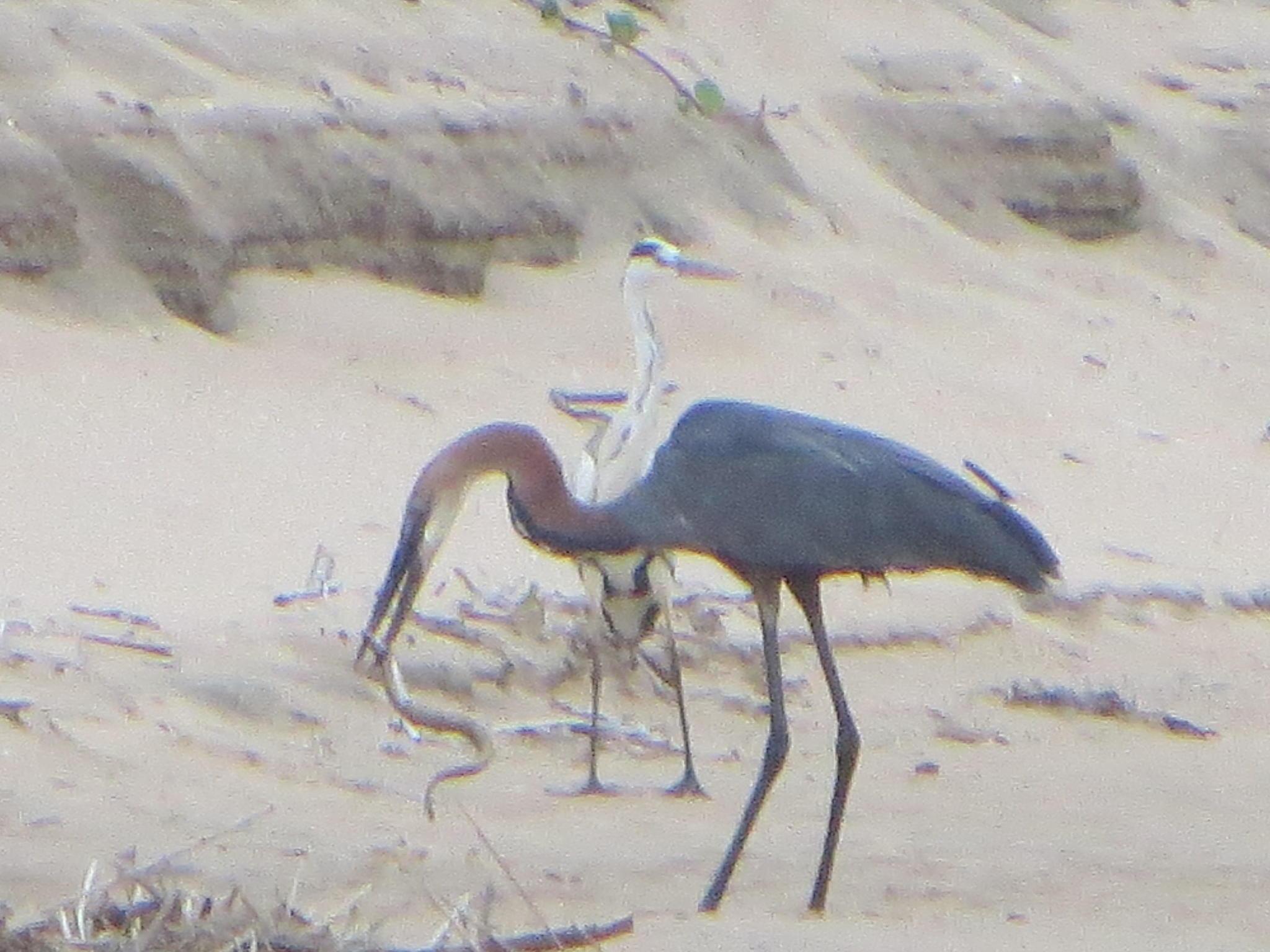 Goliath Heron