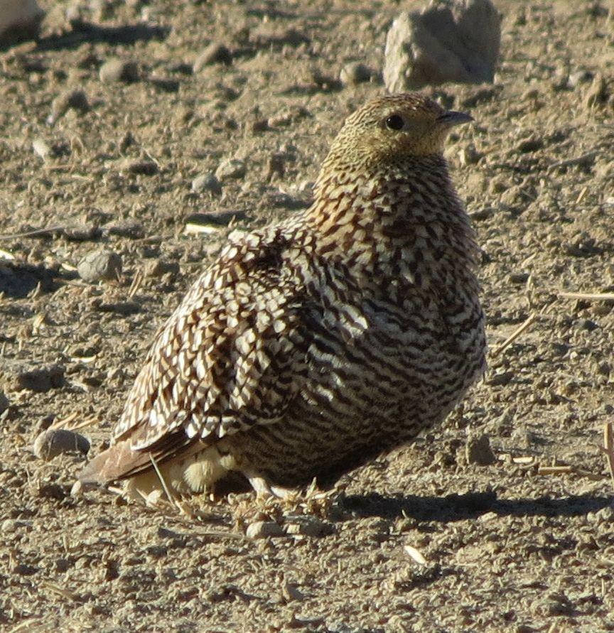 Ganga Namaqua