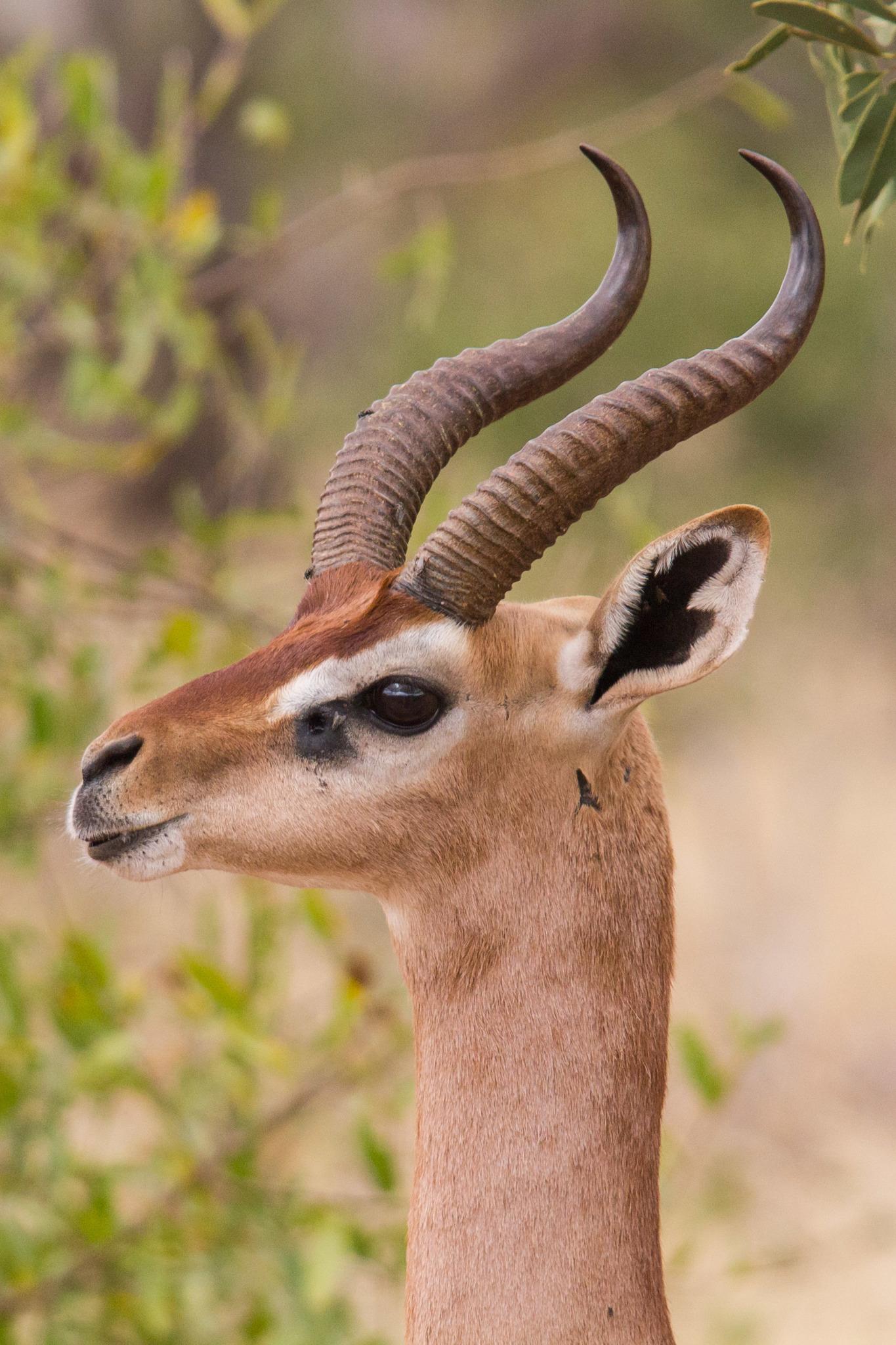 Antílopes, Cabras y Ovejas