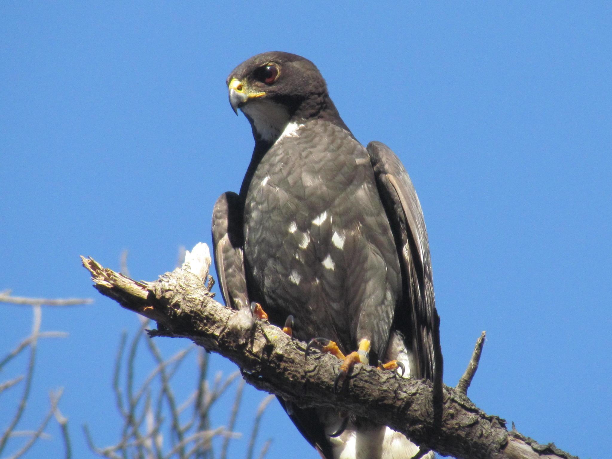 Black Goshawk