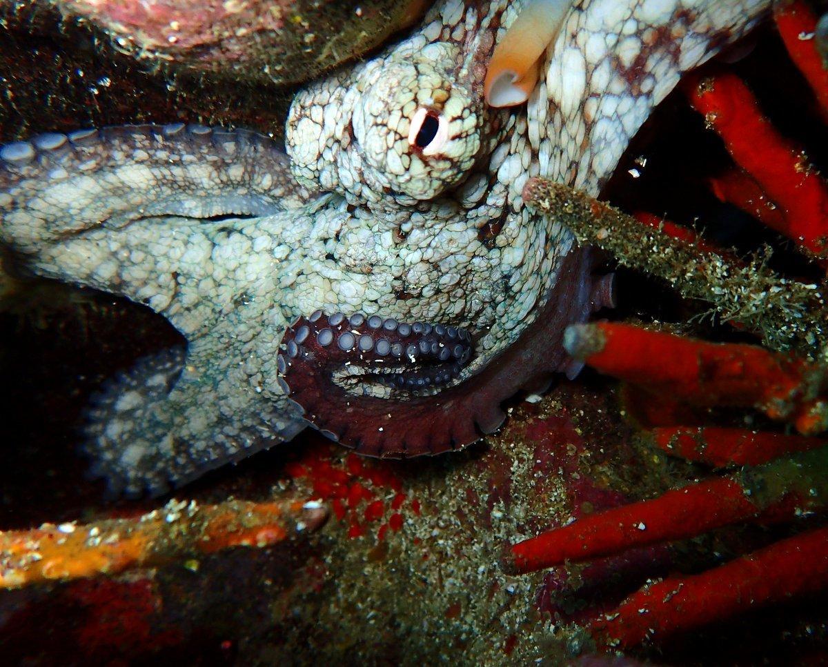 Pulpo de las Galápagos