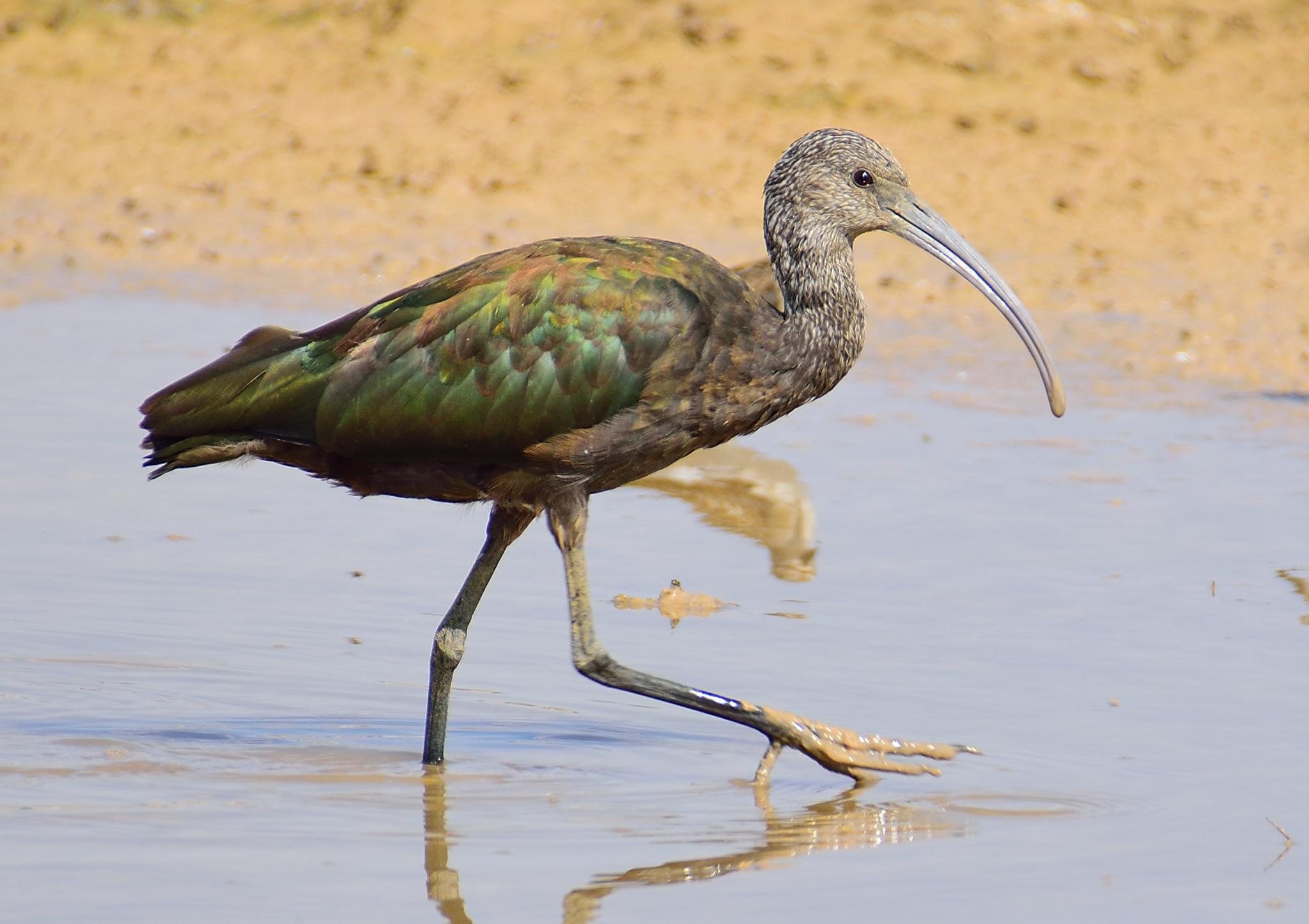 Ibis Ojos Rojos