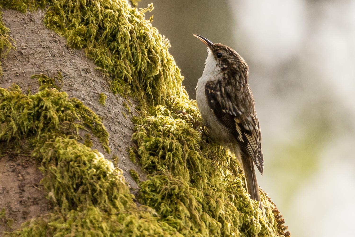 Brown Creeper