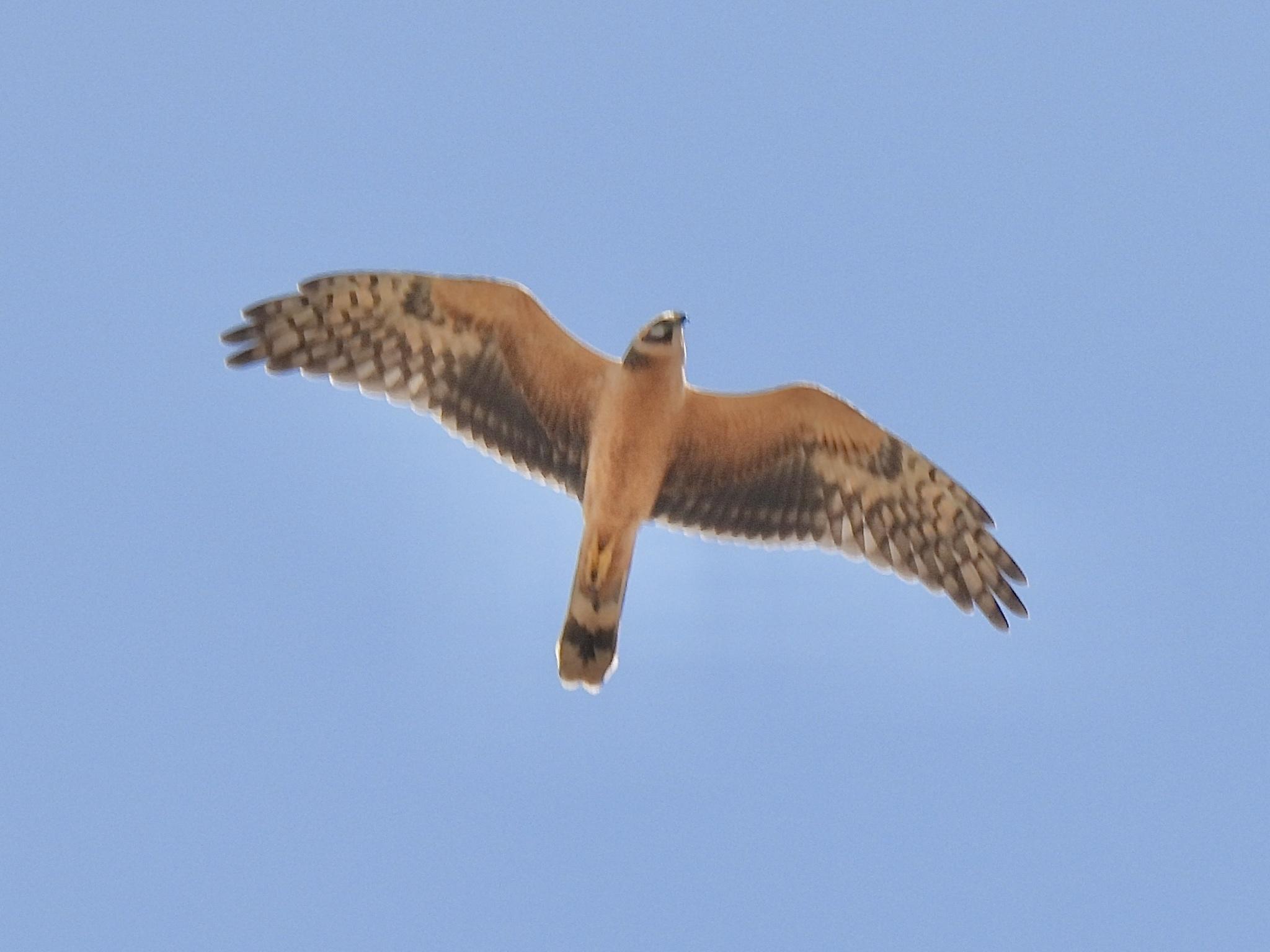 Aguilucho papialbo