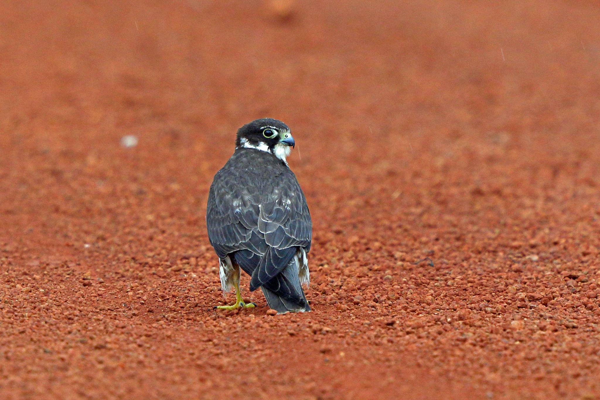 Alcotán europeo